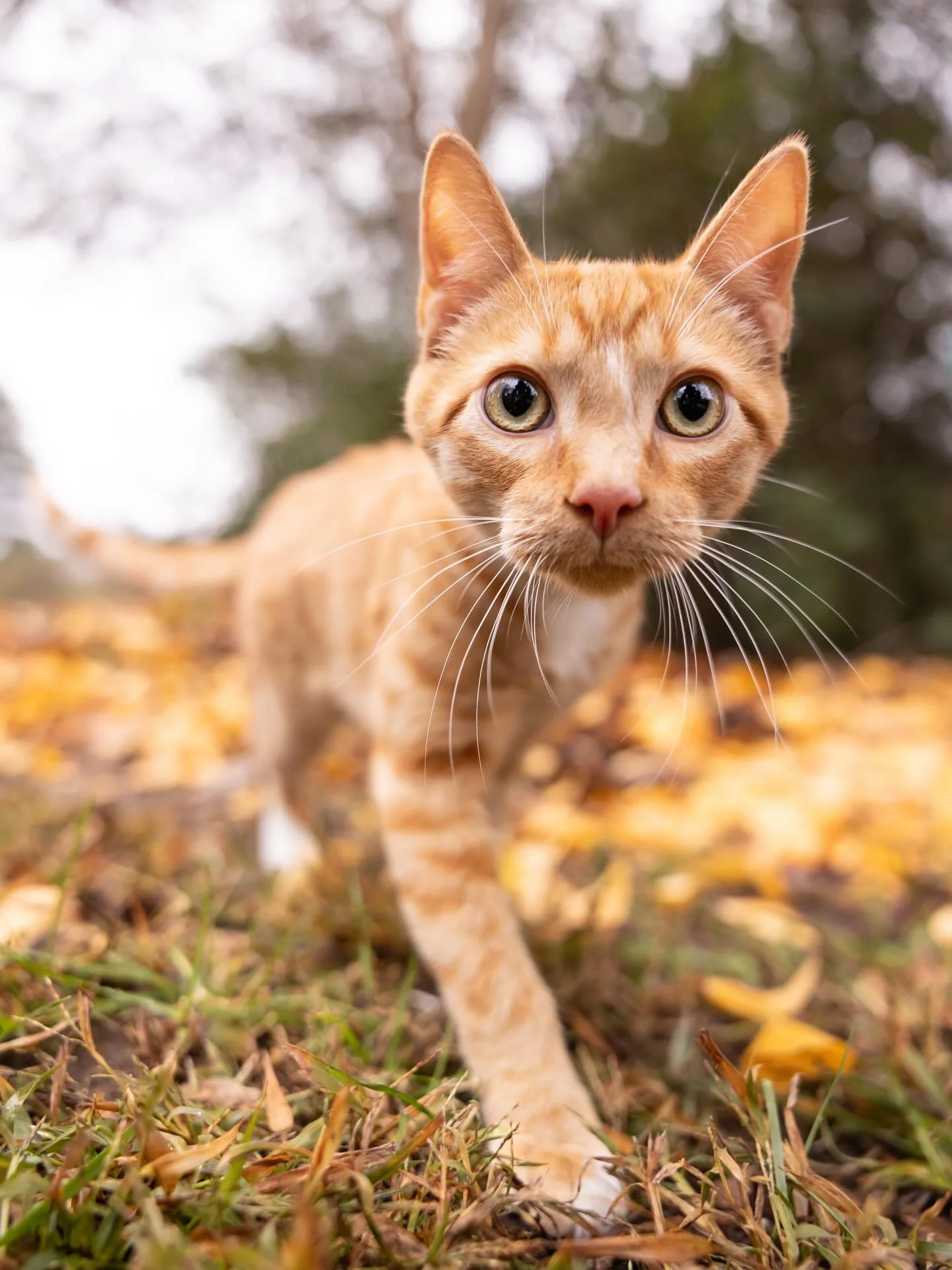 Even though the year may be coming to an end, animal rescue never stops. 

That&rsquo;s why we hosted our last Foster Photo Day of the year that brought out seven cuties (one adopted!) looking for their forever homes.

So, please meet the adorable: 

