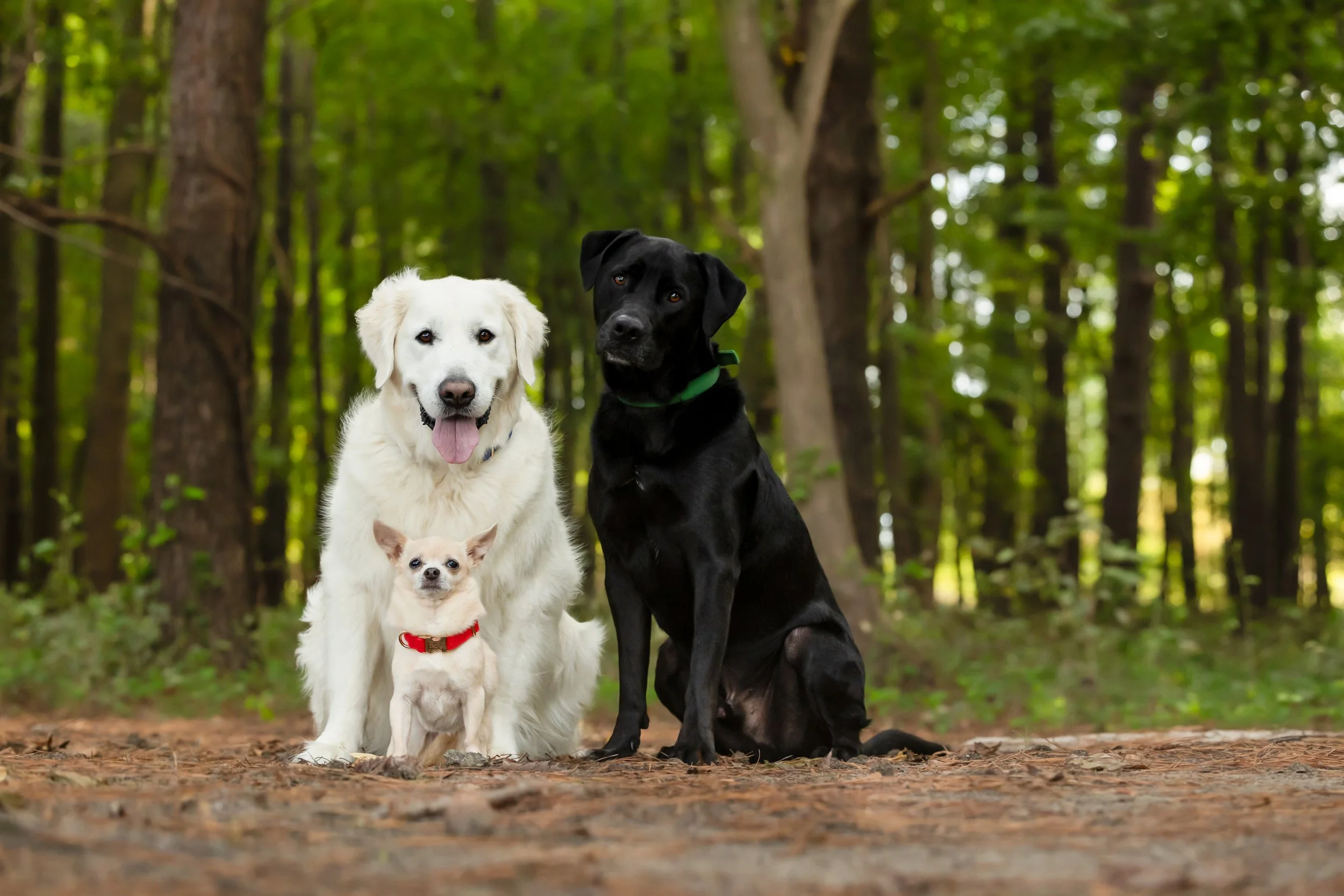 raleigh-pet-photographer-pet-photography-in-cary-chapel-hill-durham-nc153.jpg