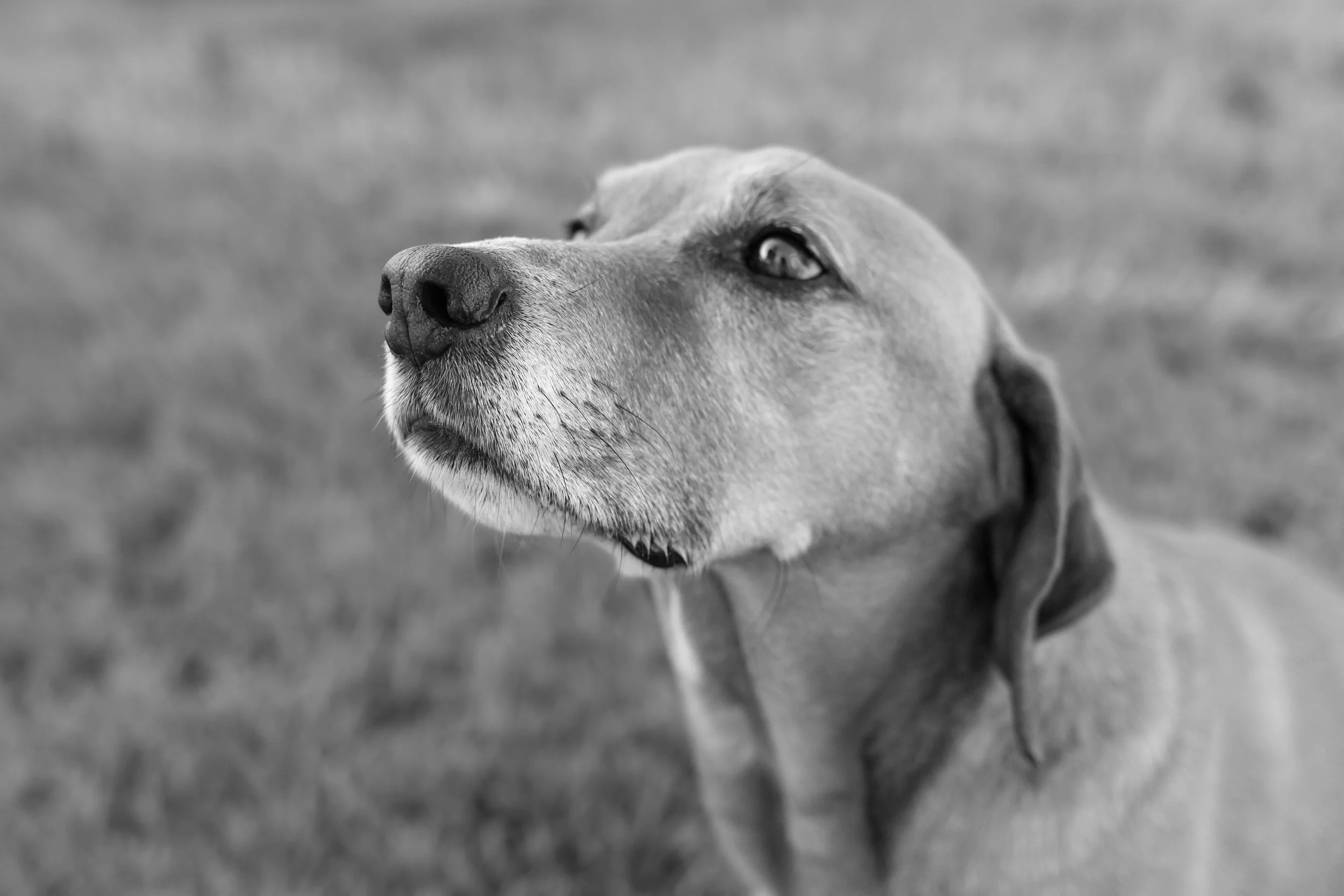 end-of-life-pet-photography-raleigh-triangle-nc-legacy-sessions-dog-senior-photos-portraits-photographer-wake-county101.jpg