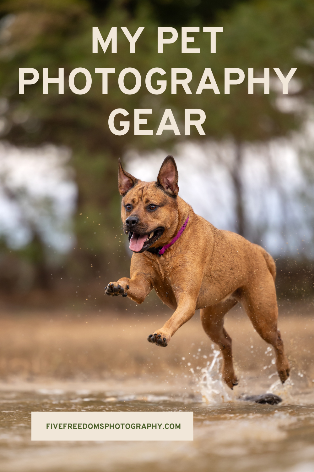 My Camera Equipment For Natural Light Pet Photography