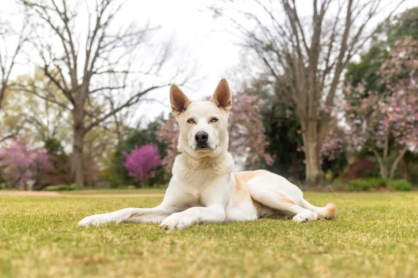 Happy New Year from Mister January, Leo! 🎊 

It&rsquo;s only fitting that the first pup of the year for the #2026triangledogoftheyear benefitting @secondchancencpets is a #secondchancenc Alum. 

Here&rsquo;s what Leo&rsquo;s family has to say about 