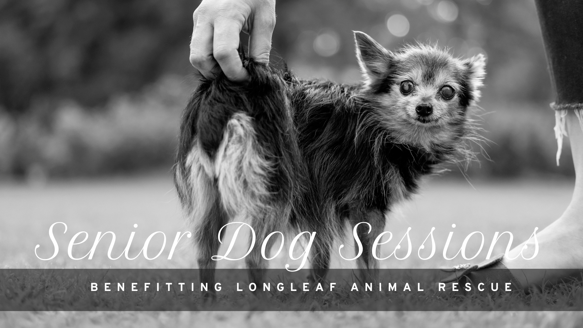 Senior Dog Sessions at The Raleigh Rose Garden