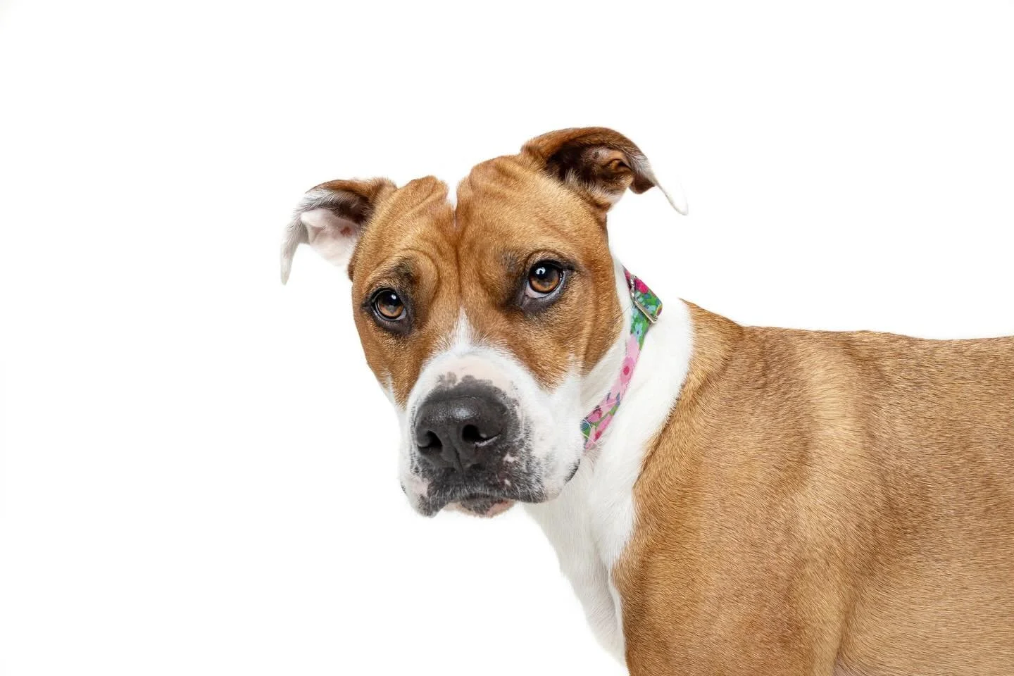 Happy 4th Gotcha / 5th Birthday to our Tully girl! 💕🥹

Swipe to see some of the cuteness from her 5th Birthday photoshoot this weekend! 🤗 

(And yes, her face is always judgy like that 😂) 

🧣 @muttstuffnc 

#raleighpetphotographer #dogphotograph