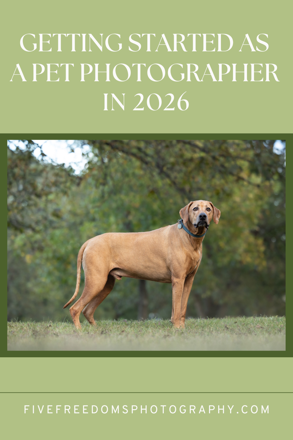 Getting Started As A Pet Photographer In 2026