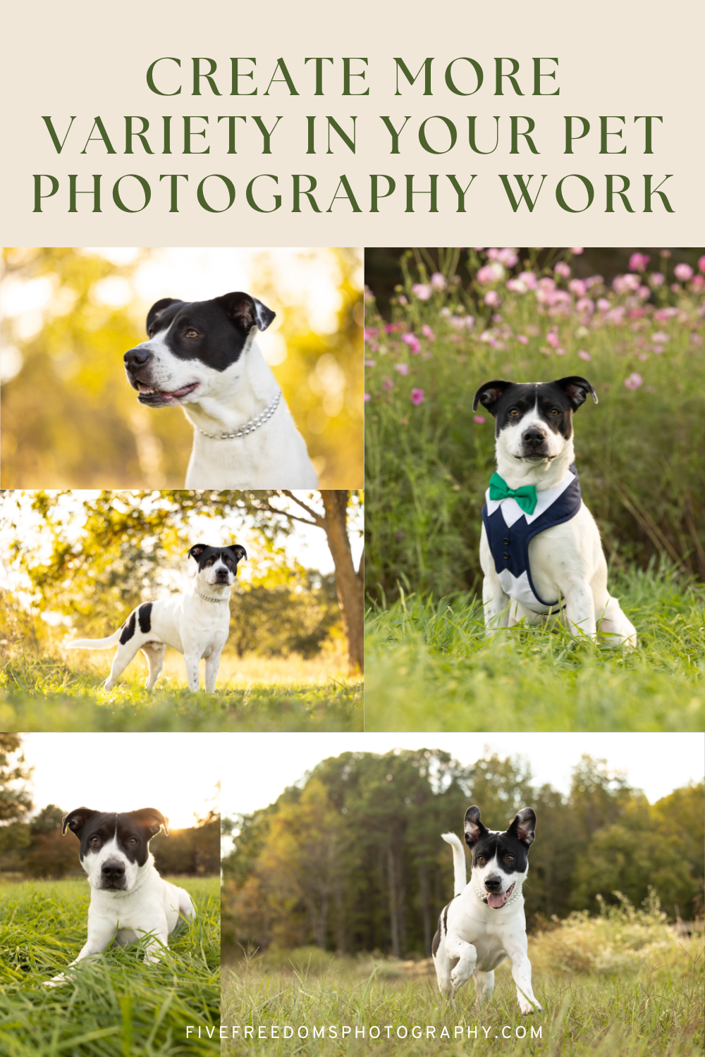 Creating More Variety In Your Pet Photography Work