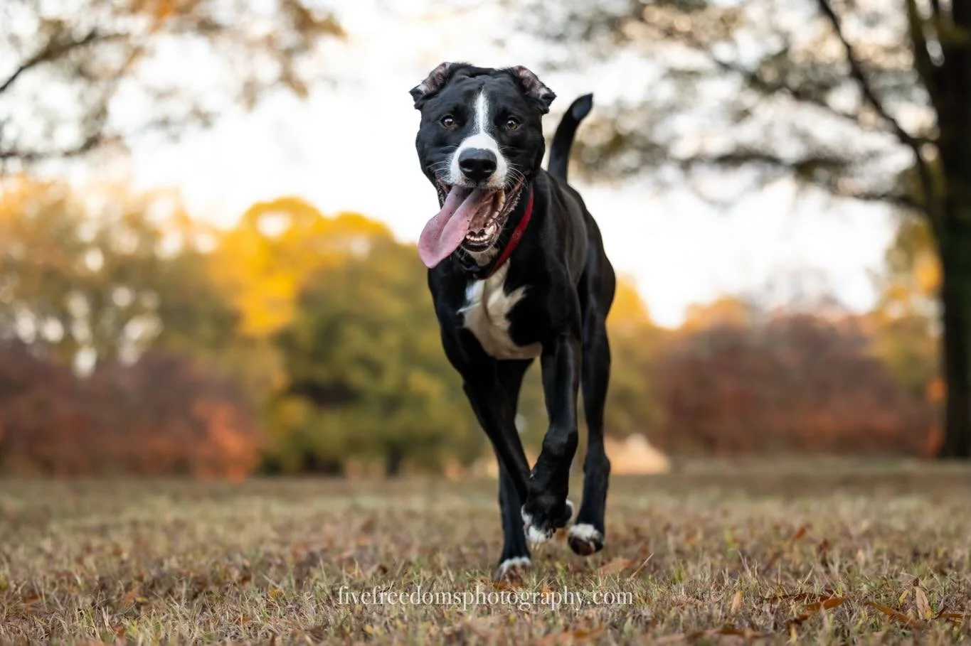 If you&rsquo;ve worked with us, you&rsquo;ve probably heard me talking about creating images that work together cohesively. 

The reason for this is that for every single session we are thinking about how the images will look in tangibly. Whether in 