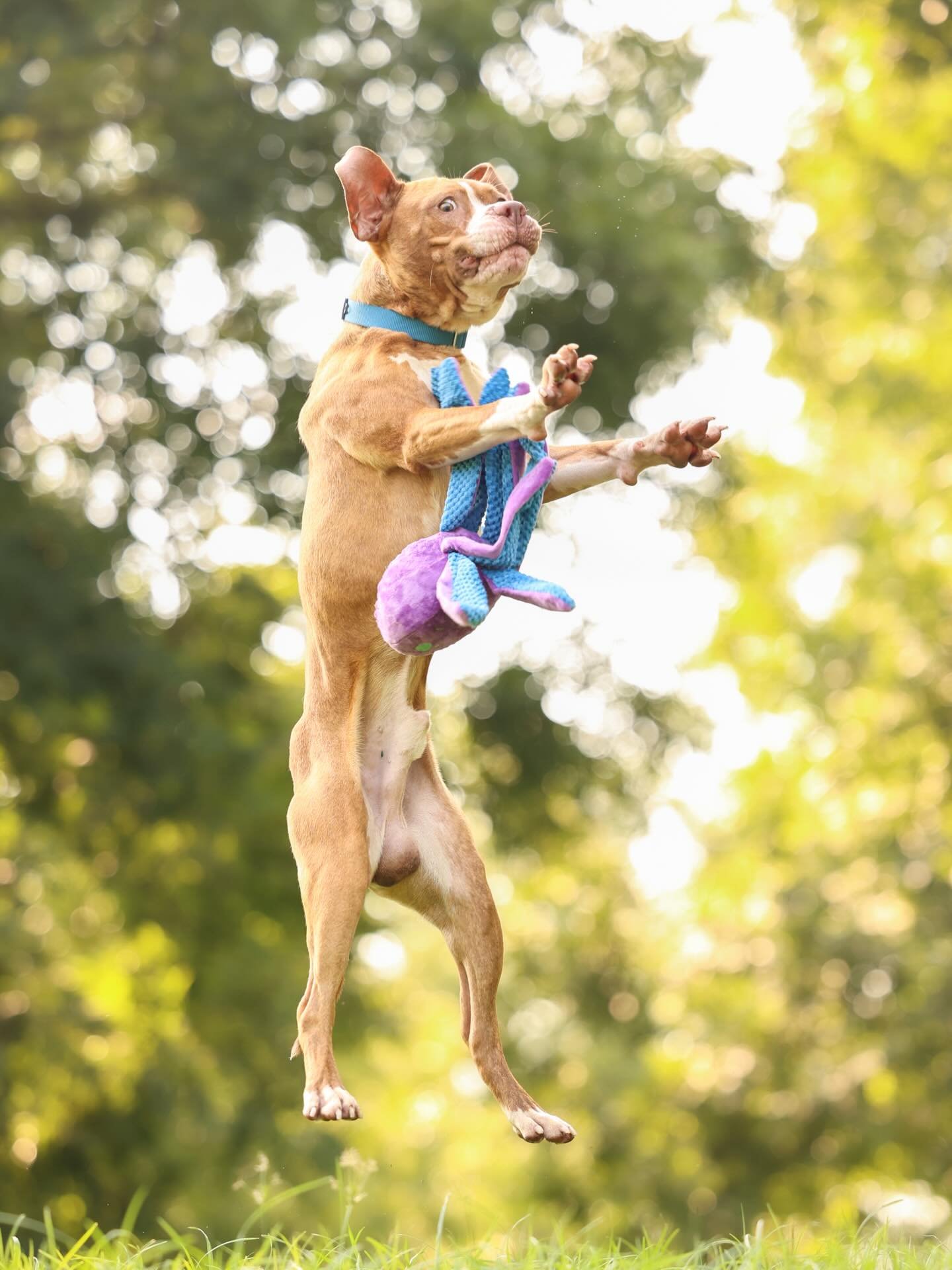 Torch wants you to know that with the @wakegovpets closure and so many more animals going into Foster, we&rsquo;ve opened up additional Foster Photo Dates throughout February to keep serving homeless animals in need with beautiful imagery! 📸 

UPCOM