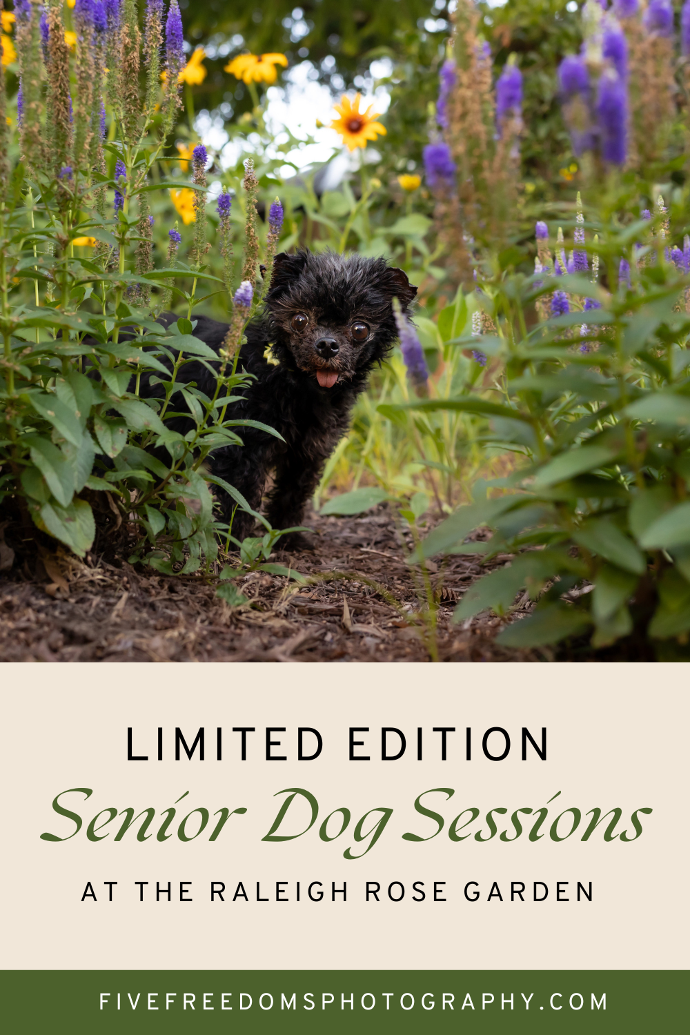 Limited Edition Senior Dog Sessions at The Raleigh Rose Garden 