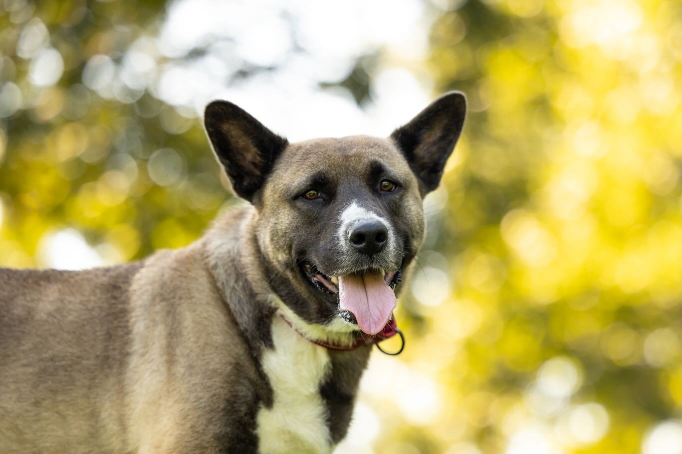 What do you get when you mix part Teddy Bear with part snuggle bug and part expert treat catcher? 🤔 

Why Capone of course! 💕

I know I&rsquo;ve shared this adorable lug before but due to needing to be the only pet in the home, he&rsquo;s still wai