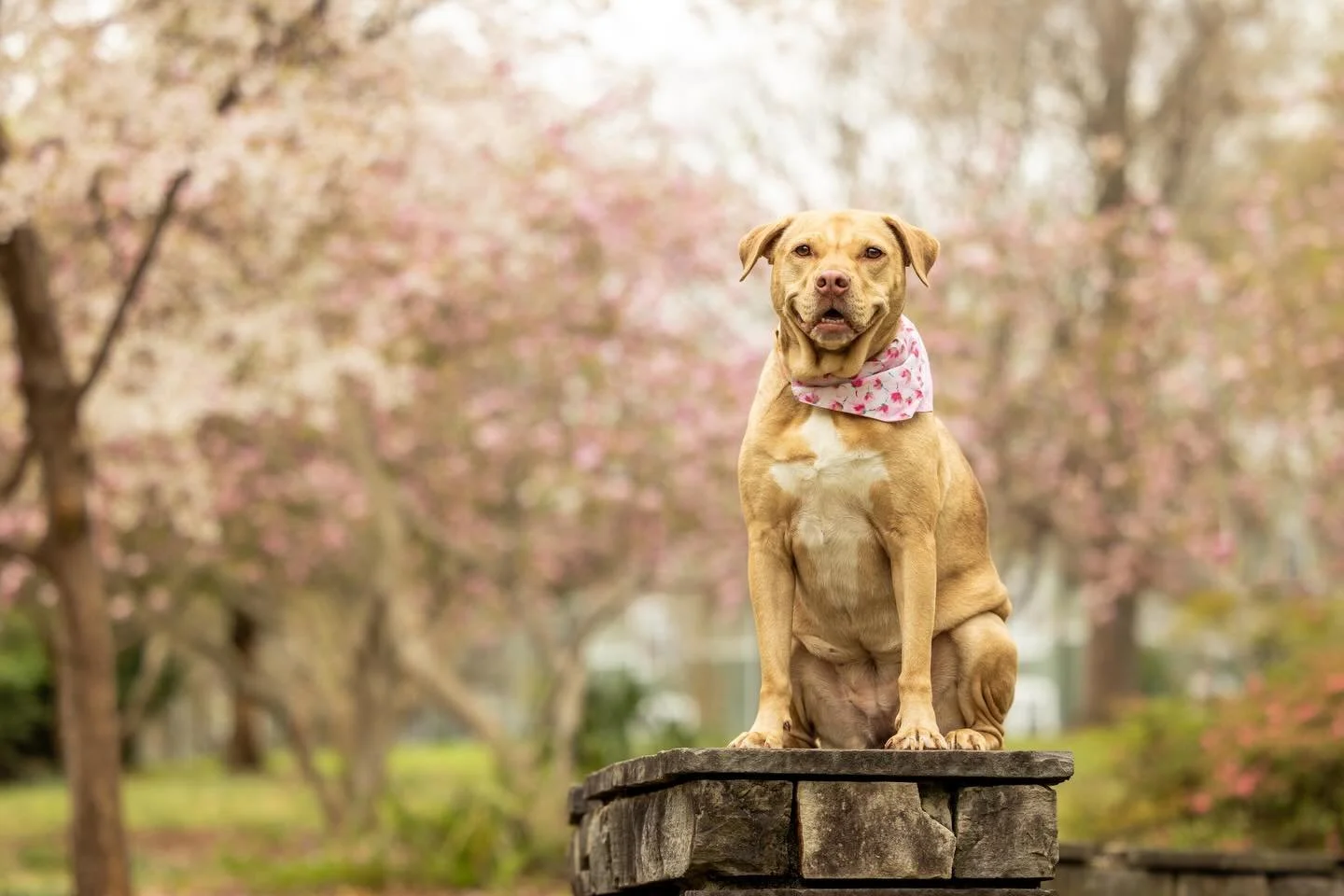 Who better to bring in the month of love to benefit @secondchancencpets than this cutie, Nala? 🌸 

Nala was found abandoned and in rough shape, but you&rsquo;d never know it&mdash;she&rsquo;s been a goofy, love-filled ball of joy since the moment sh