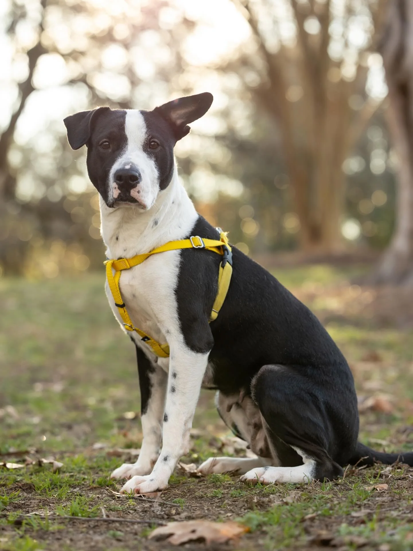 ✨ FOSTER TESTIMONIAL ✨ 

Joanne&rsquo;s photographs are not only wonderful, but incredibly effective at catching the eye of potential adopters! 

Everyone that contacts us about our foster pup(s) comments on the fact that the pictures really expresse