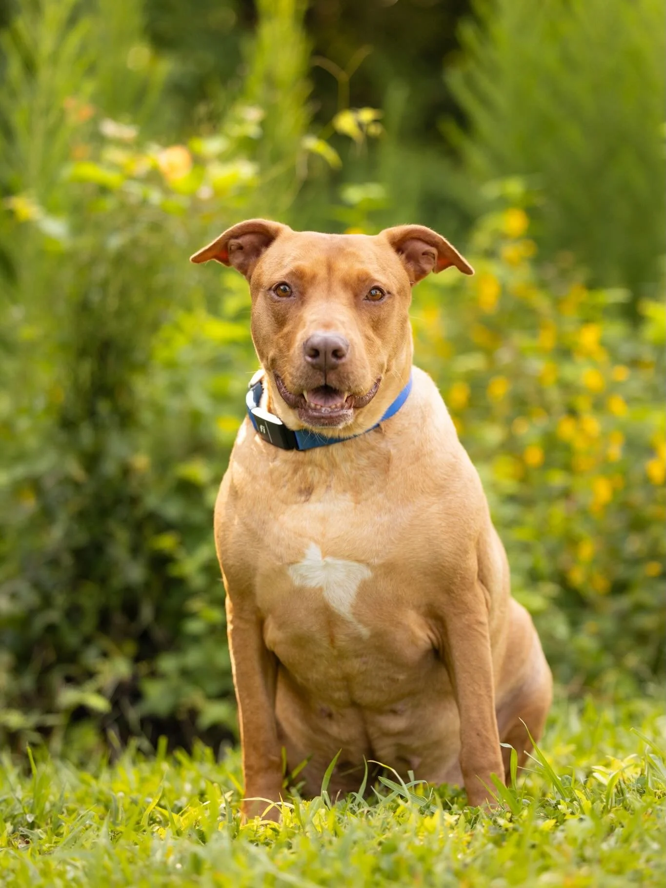 ✨ FOSTER TESTIMONIAL ✨ 

Working with Five Freedoms Photography was truly transformative for one of our long-term foster dogs. Joanne donated not just her time and talent, but an incredible amount of care, preparation, and intention. 

She took the t