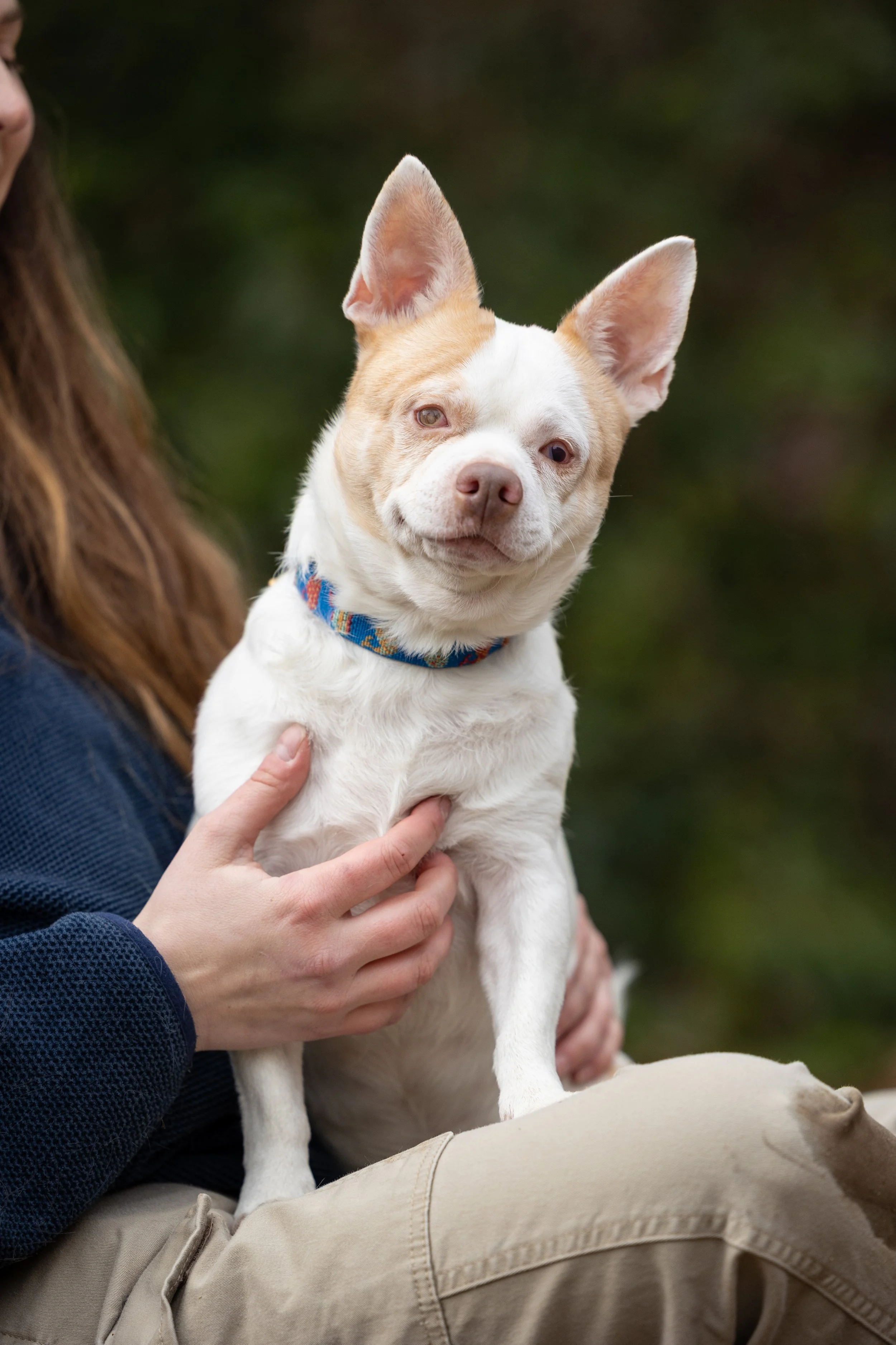 January 2026 Adoptables 