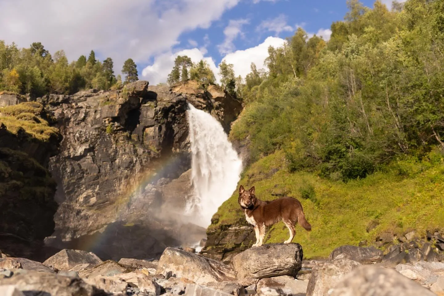 Do you spy an Arys? 👀🐶🌈 💦 

📍 #tverrelvfossen 
🐶 Arys 

#raleighphotographers #ncpetphotographer #raleighpetphotography 

Raleigh-Durham&rsquo;s Pet + People Photographer | NC Dog Photographer | Pet Business Branding | End Of Life | Triangle, N