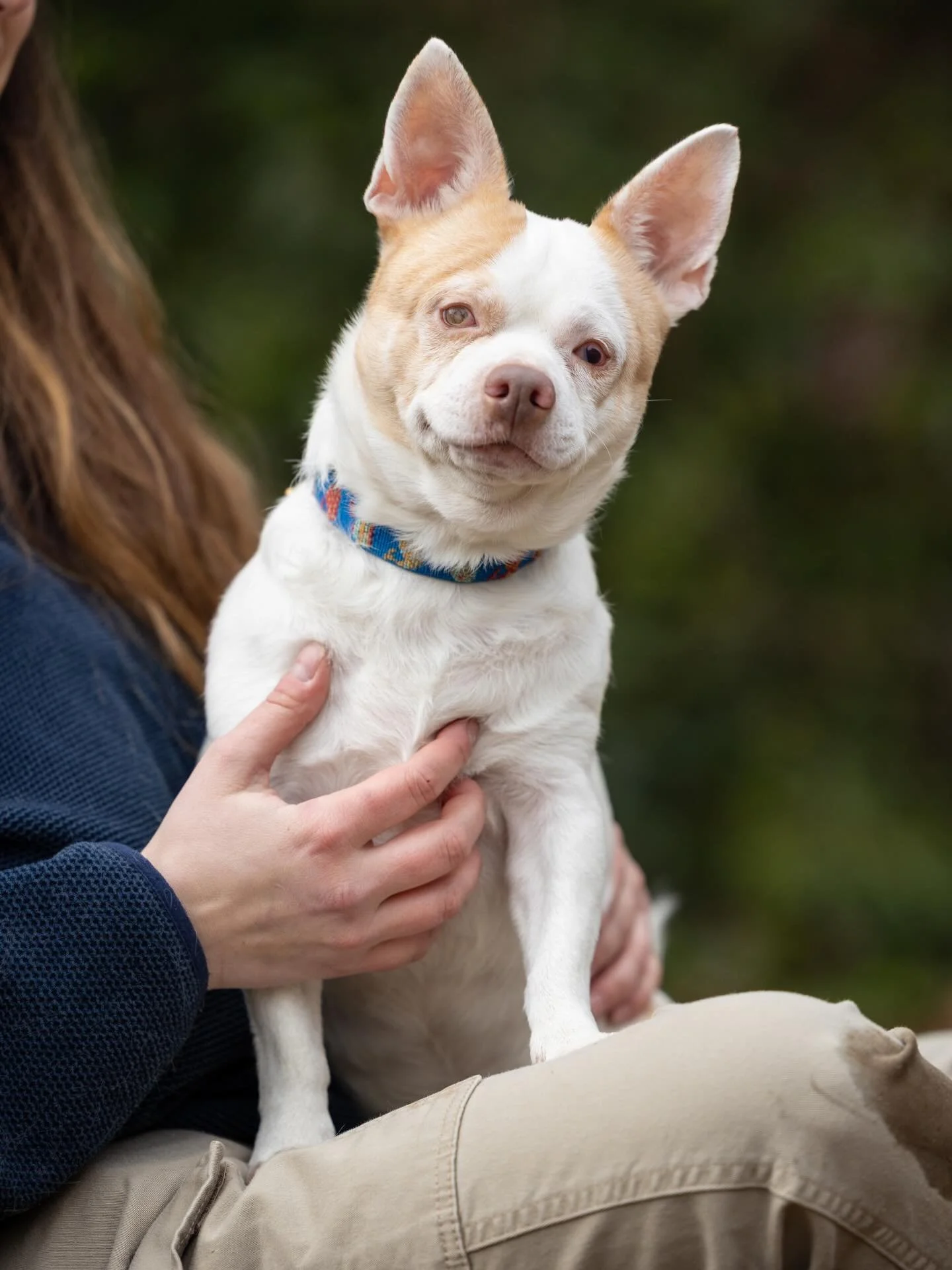 It was freezing, blustery cold, but January&rsquo;s Foster cuties still brought the fire. 🔥 

Please meet: 
1. Ludwig with @pipsrescue 
2. Winnie with @pawfectmatch 
3. Aladdin with @pawfectmatch 

You can learn more about these pups on our blog wit