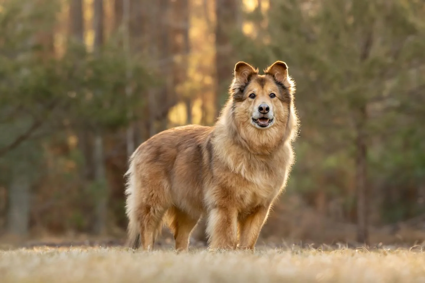 Simply put, Senior dogs are special. ✨ 

They have walked along side us through so many life journeys and adventures&hellip; Through it all, they remain as steadfast, loving, and joyful companions.

Certainly, they deserve to be captured in all of th