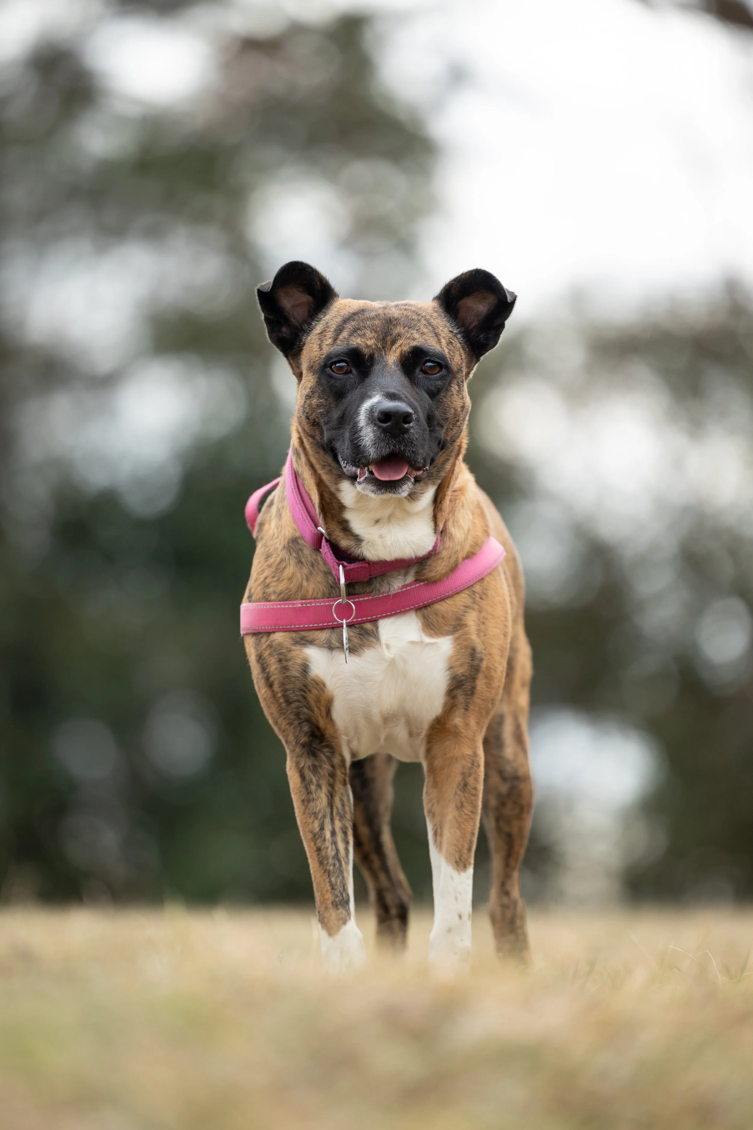 February 2026 Adoptables