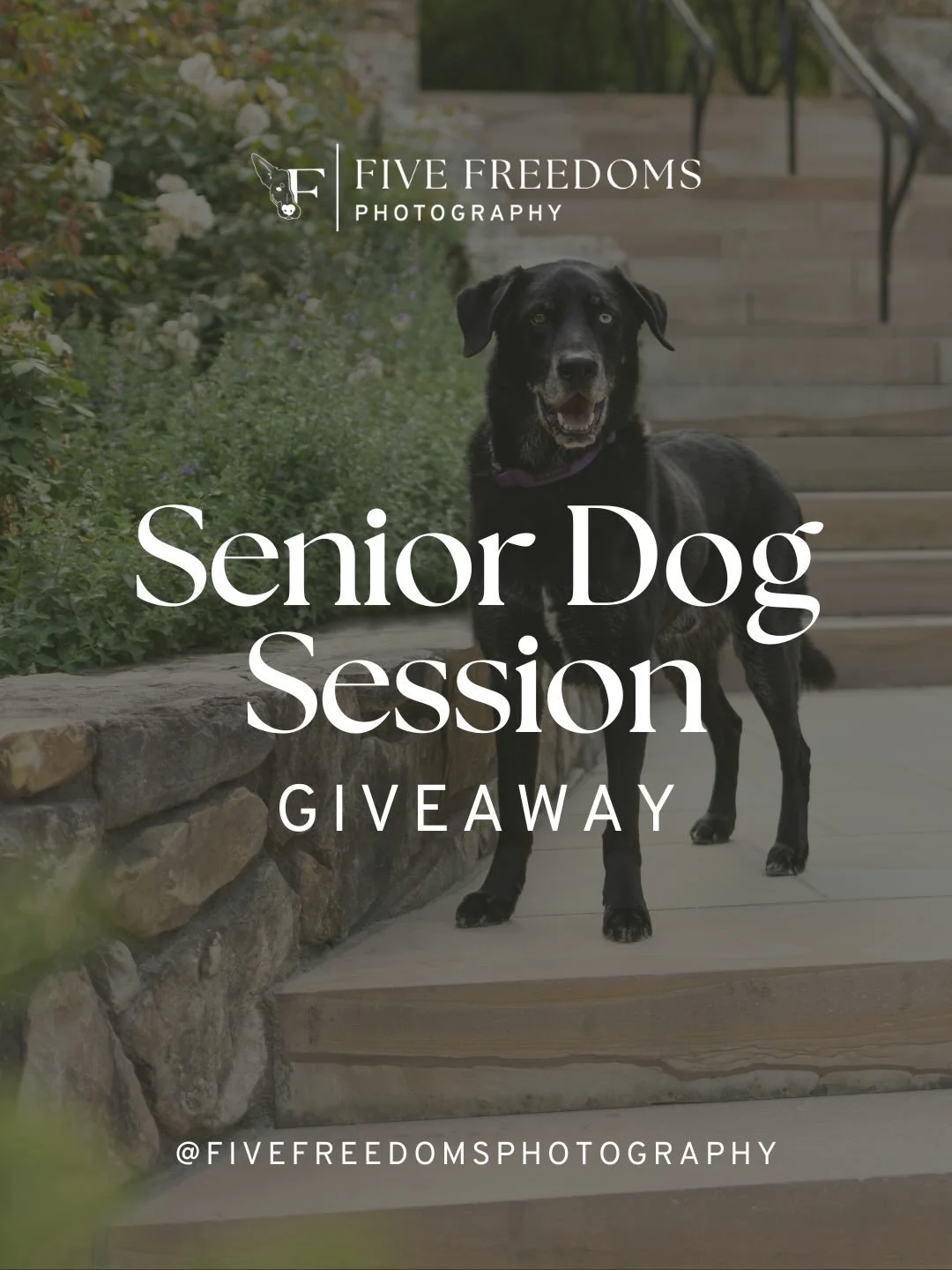 💘 Giveaway Alert 💘

What better way to ring in the day of love than with a giveaway?

This Valentine&rsquo;s Day we are giving one lucky Senior pup (aged 8+) a full Pet Portrait experience with their entire pack and their people. 

Simply swipe thr