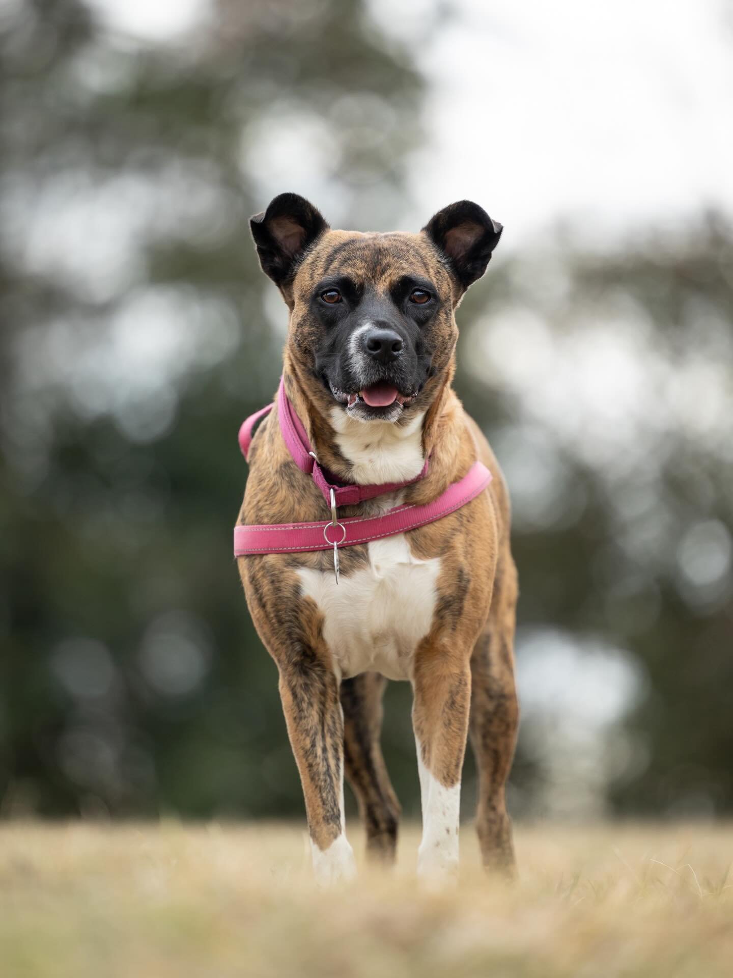 This first round of February Foster Photo Day cuties was quite the mixed bag of pups! 💘 

Each one is currently looking for their forever home. Could you help them be seen by sharing this post? 

1. Nehi @freedomride.rescue (currently on trial adopt