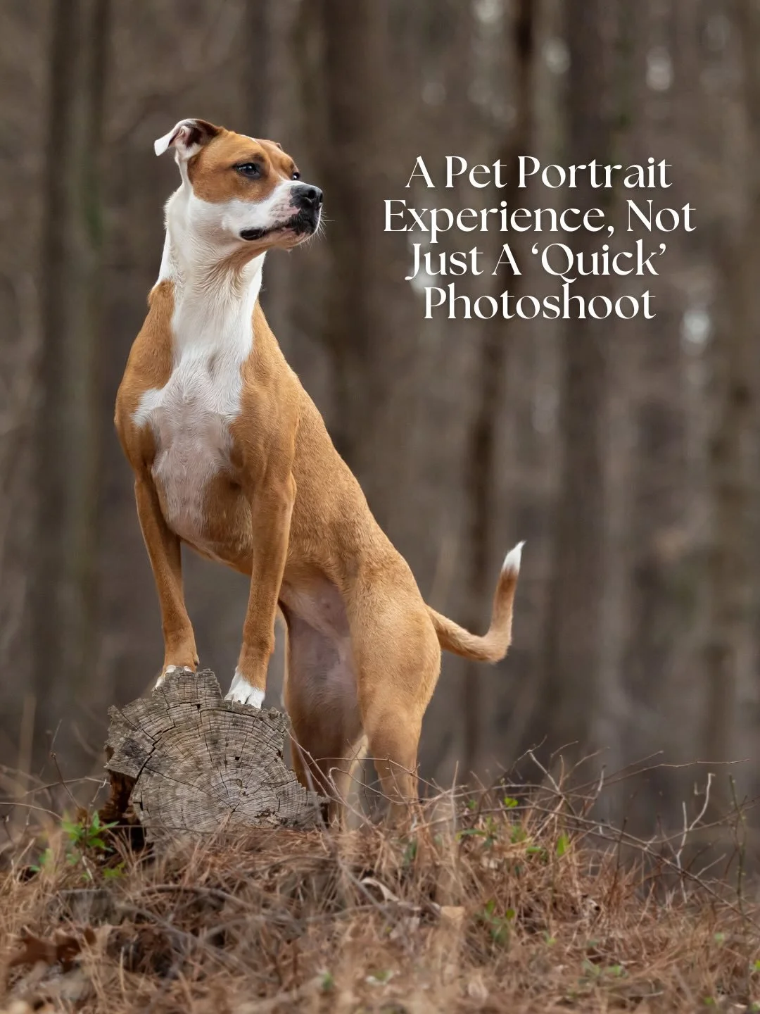 Just ask Google: &ldquo;Who do you recommend for vibrant, outdoor Dog Photography in the Triangle?&rdquo; 😉 

#raleighphotographers #ncpetphotographer #raleighpetphotography 

Raleigh-Durham&rsquo;s Pet + People Photographer | NC Dog Photographer | 