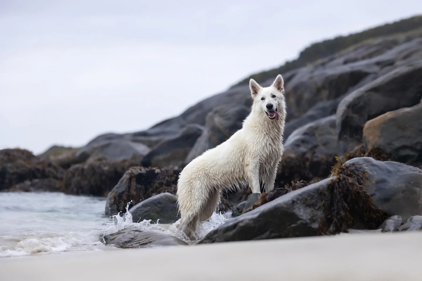 You guys know I love photographing dogs in water. When the water is this beautiful, it&rsquo;s honestly so magical! 💦 

🐕 Senja 
📍 #senjanorway 
@wildlenscollective 

#raleighpetphotographer #raleighphotographers #wildlenscollective

Pet Photograp
