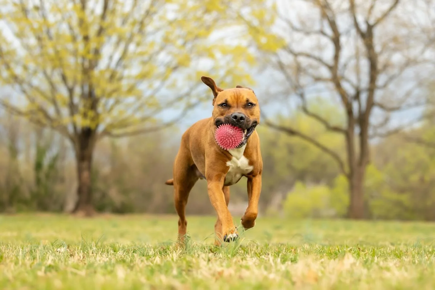 The weather is warming up, the trees are blooming, so that can only mean we are moving into March! With it comes Mr March, Loki! 

If there ever was a boy meant to model, it is Loki! Plus, he&rsquo;s sporting his custom collar made by his Mom, Jenni,