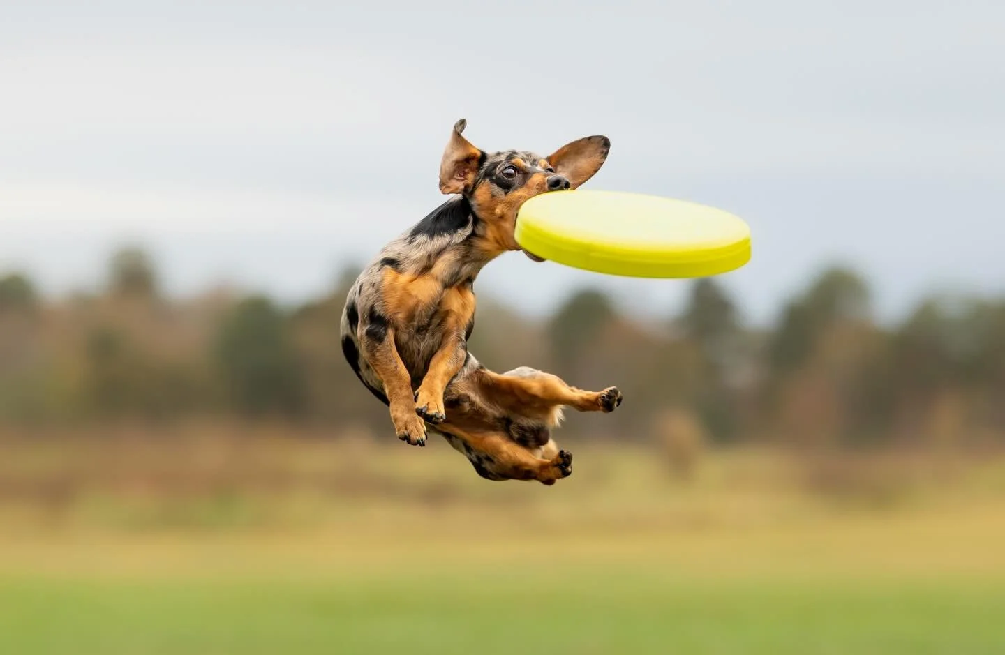 🎾 LIMITED EDITION ACTION SESSIONS 🎾 

Does your dog live for fetch, tug, chasing a ball, or sprinting full speed through the grass? 

Then a Limited Edition Action Session might be their perfect moment in the spotlight.

These sessions go beyond tr