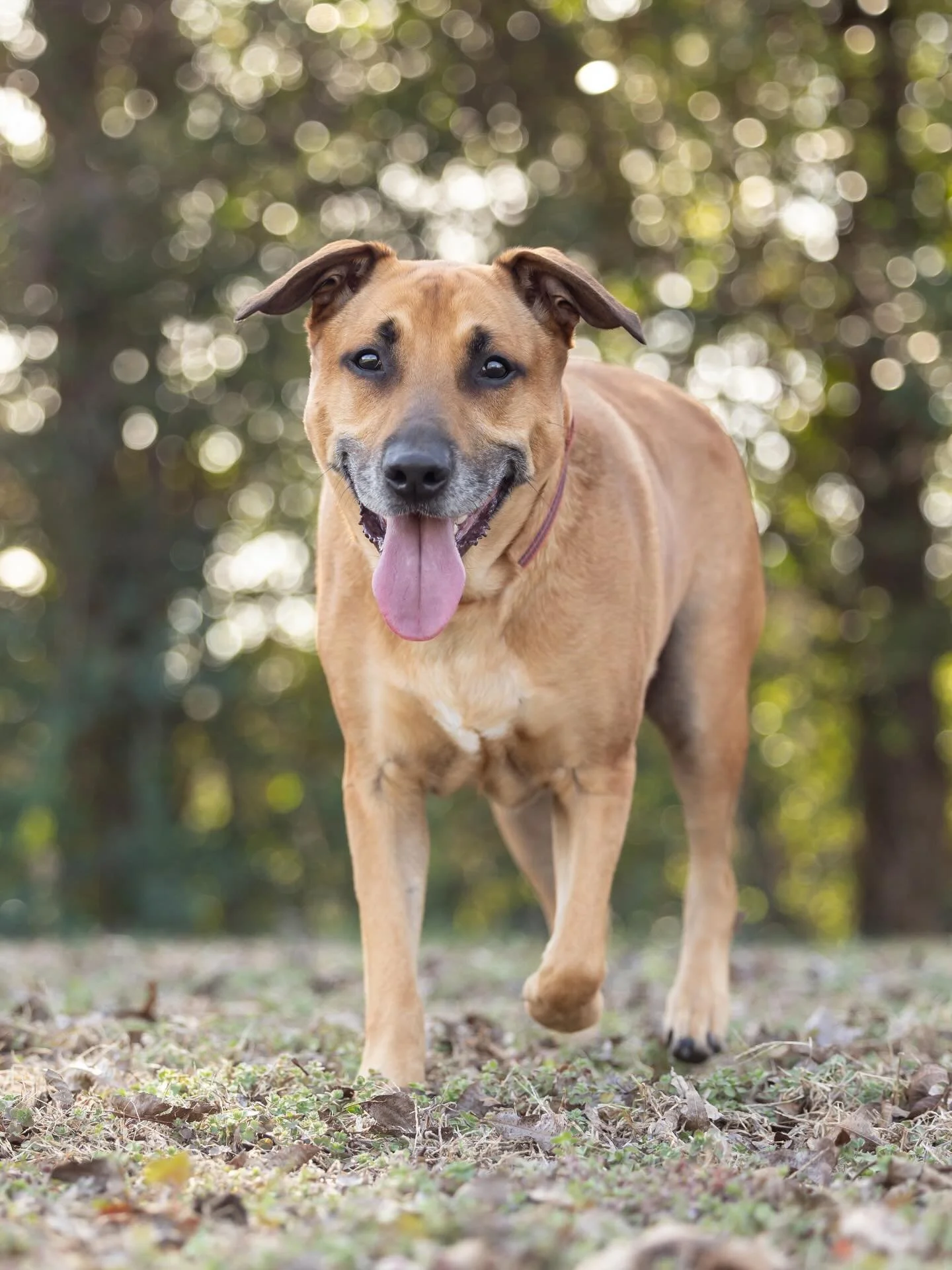 What do all of these adorable pups have in common (outside of being photogenic)? 🤓 

They are all looking for homes of course! 

Here is this week&rsquo;s round up of Foster cuties:
1. Buddy @crisisdogs.nc 
2. Aero @charleysk9rescue 
3. Lenny @wakeg