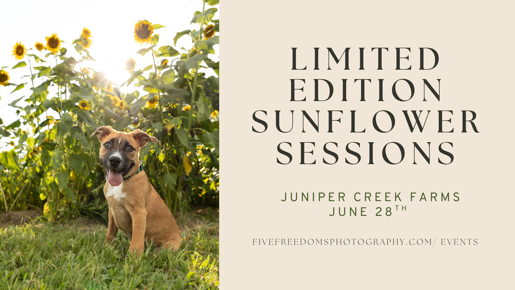 Limited Edition Sunflower Sessions 