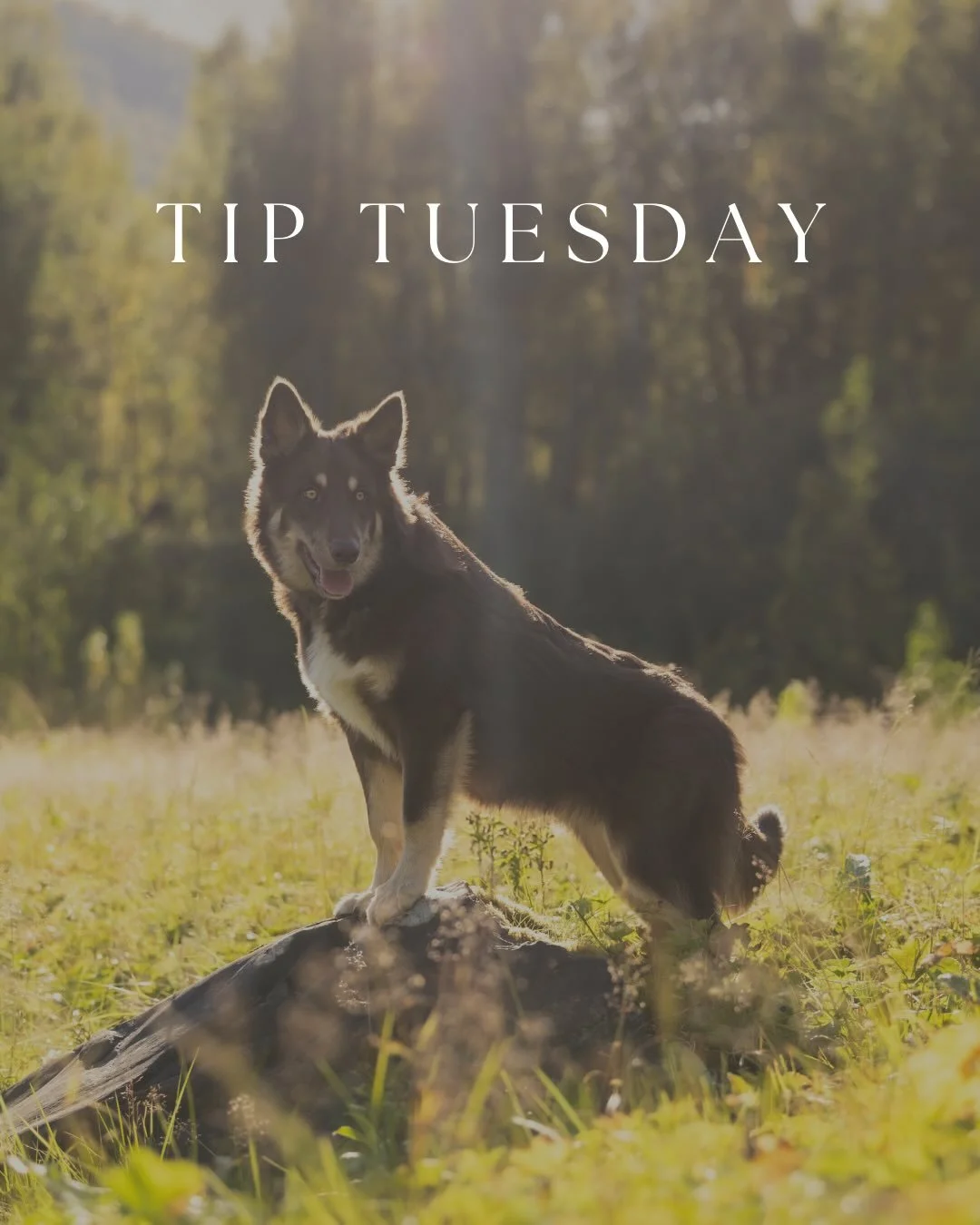 One of the best things you can do as a Pet Photographer is learn body language and behavior for the animals you are working with! 

This is not only important for safety, but for the comfort of your subject. When your subject is comfortable, it will 