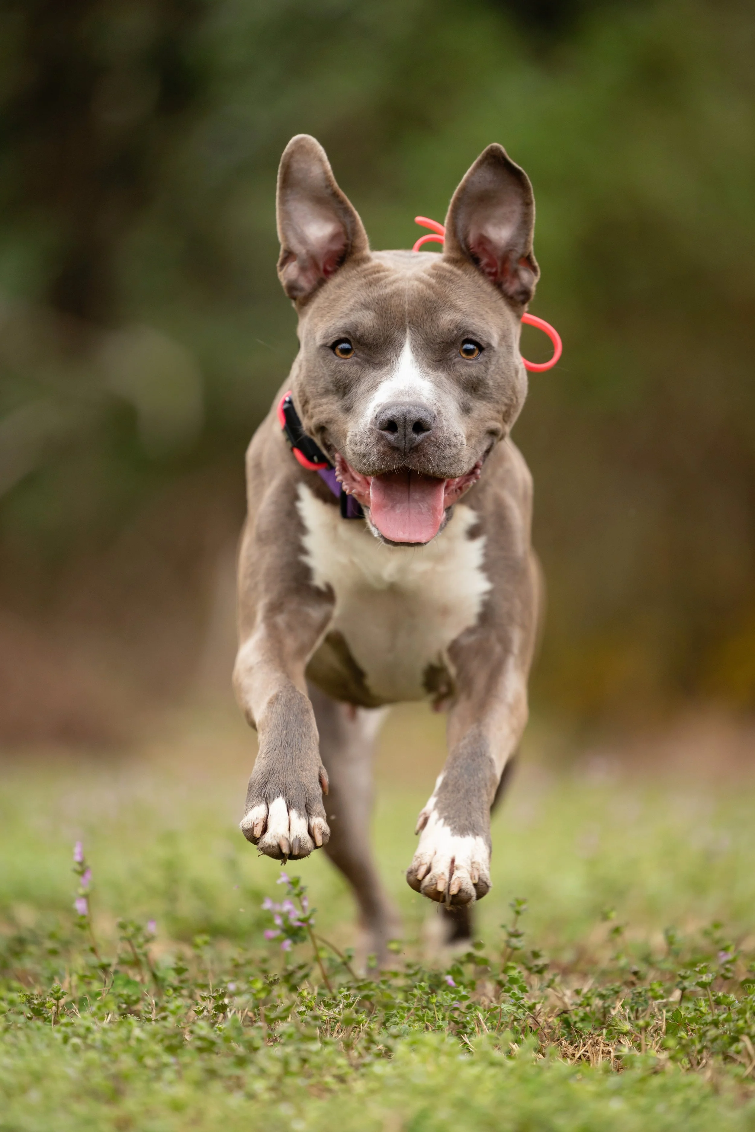 March 2026 Adoptables Sponsored by Urban Tails Durham