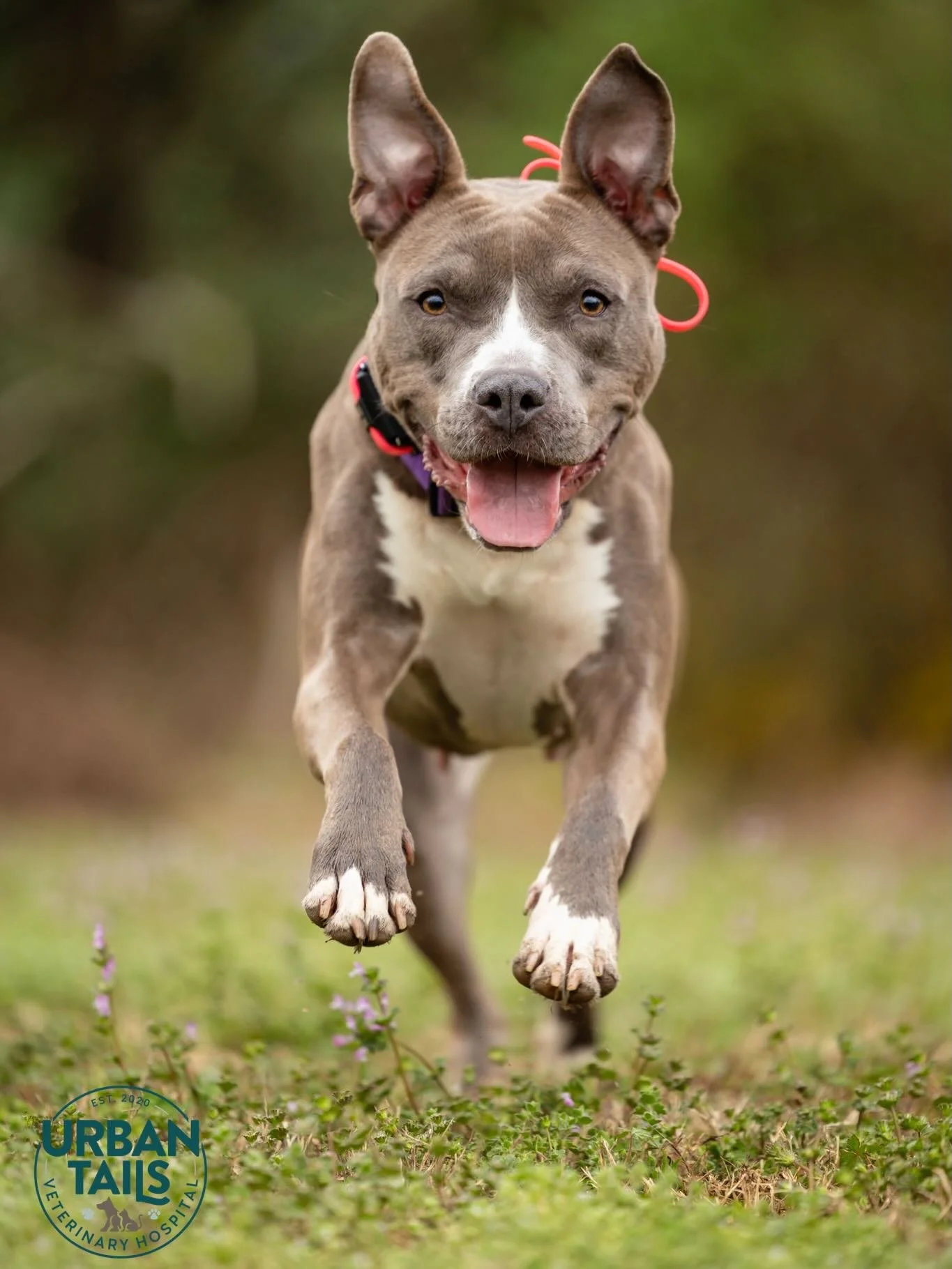 Our March Foster Photo Day Round Up has arrived! I mean just look at this batch of adorable pups. 🥰

Every dog included in this post is currently available for adoption. You can learn more about them over on our most recent blog post or our recent a