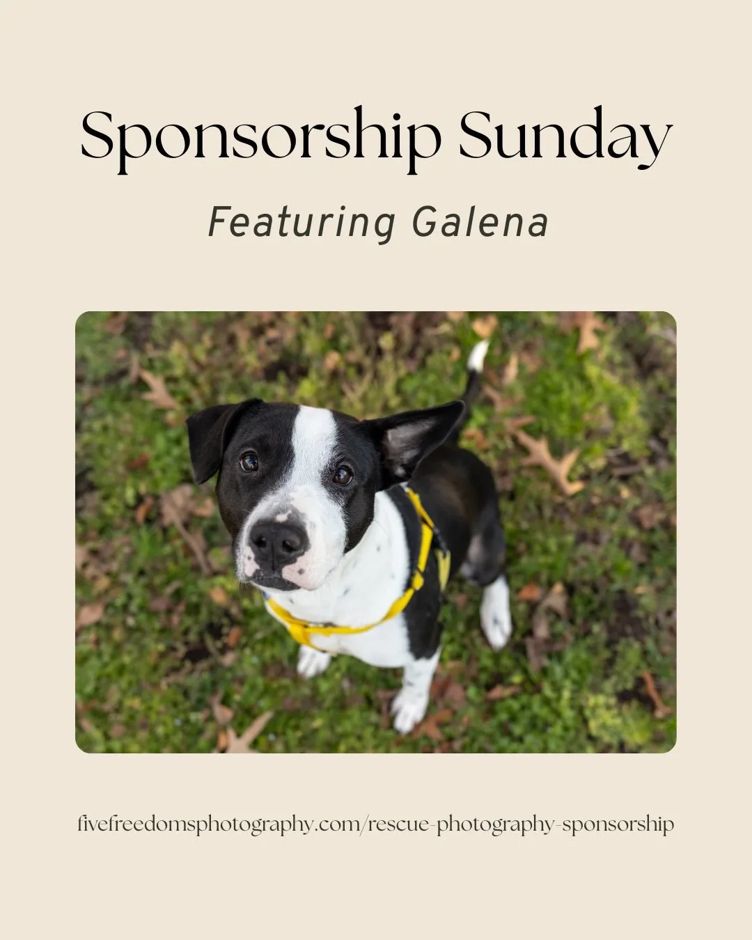 Our April Rescue Lens Sponsor is @puppastry.co ! We will be sharing more about #puppastryco in the coming weeks. 

Until then, we still have four spots open for our Rescue Lens Program through the end of the year. Apply today at the link in bio to he