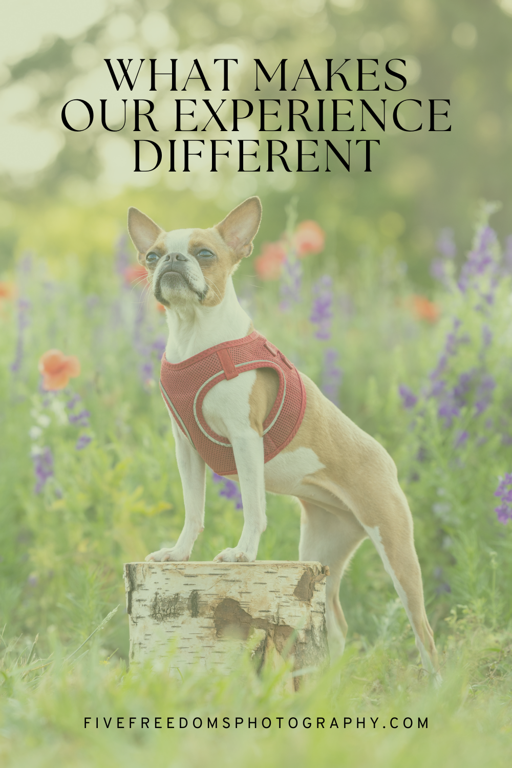 A Different Kind Of Pet Photography Experience: What Sets Us Apart