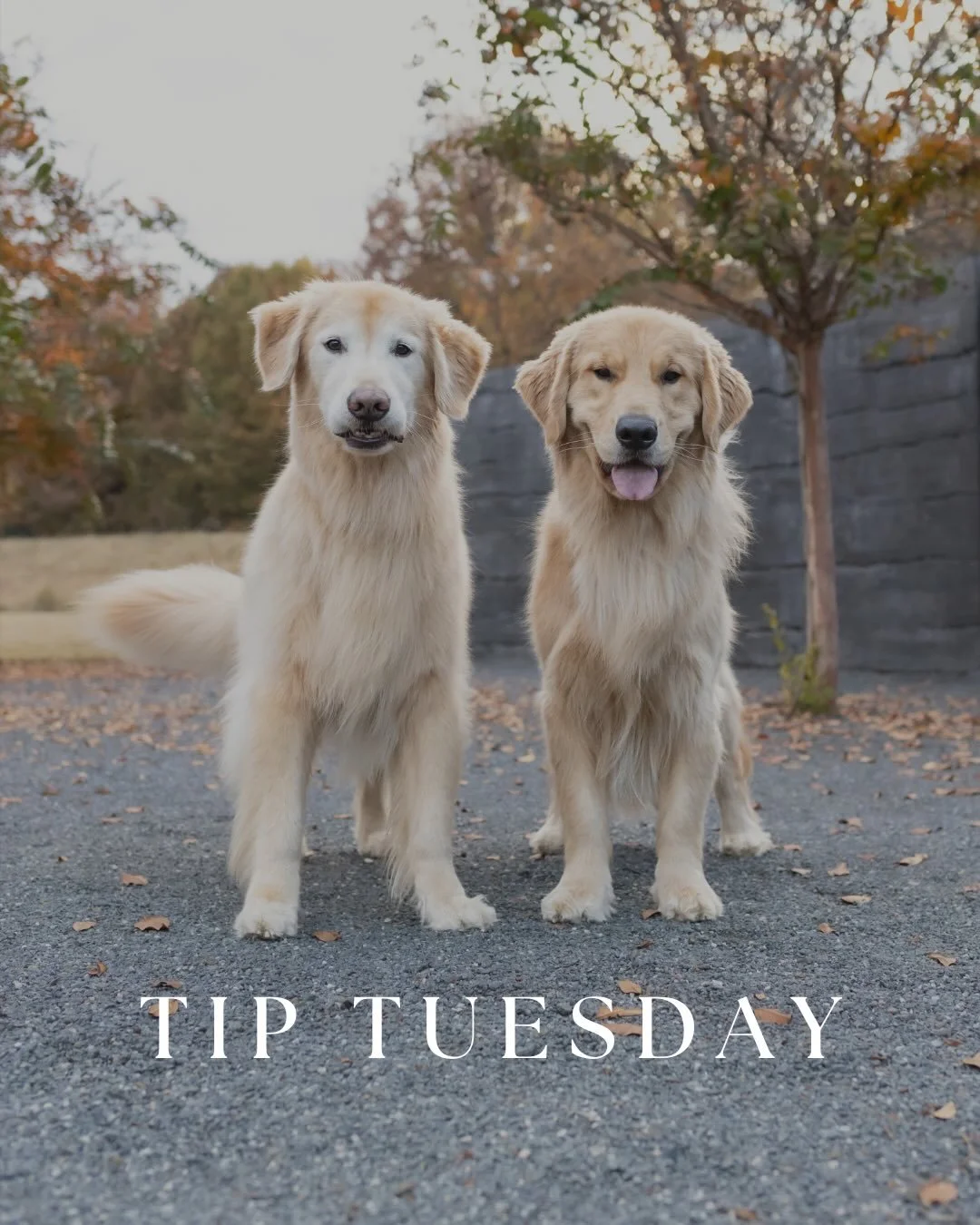 Whether you are a Pet Parent at your session or an up and coming Pet Photographer, taking a relaxed, flexible approach is going to go a long way in ensuring your pet is comfortable and happy at your session! In other words, don&rsquo;t force a pose o