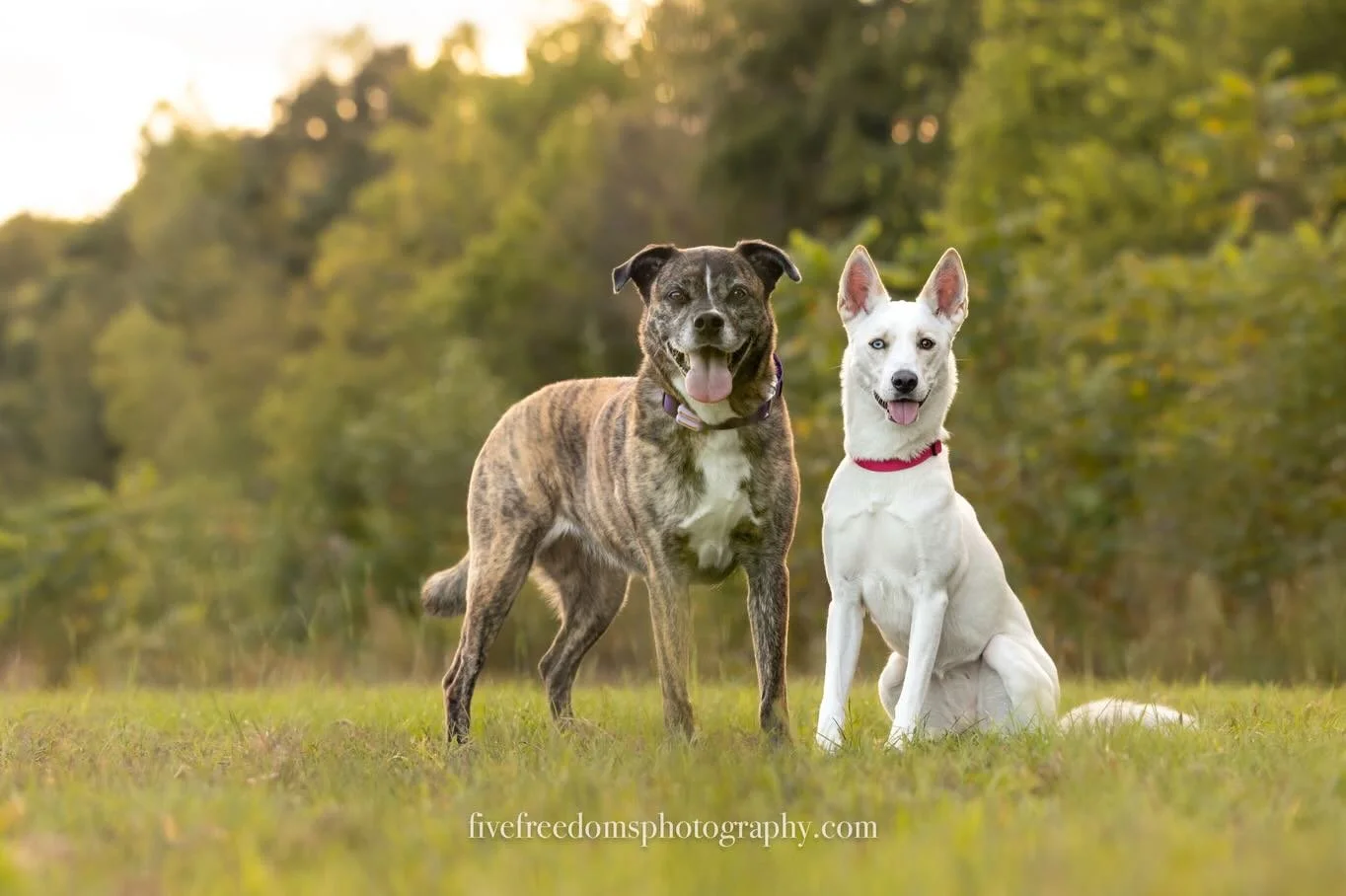 The look on their faces means they know I&rsquo;ve got treats coming their way after I take this photo 😂 

🐶 Nala + Willow // @nalaroo2017 @sweet_willow_jade 
📍 #horseshoefarmnaturepreserve 

#raleighpetphotographer #raleighphotographers #dogphoto