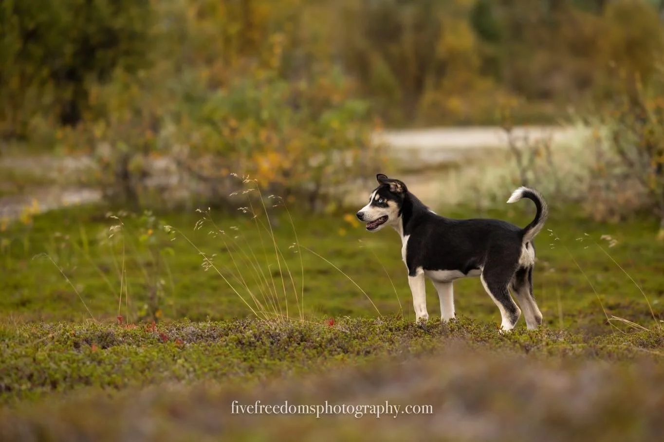 I don&rsquo;t always get the chance to photograph puppies, but when I do, it&rsquo;s usually part chaos, part adorable. 

Here&rsquo;s a handful of puppies (a year old or younger), I had the pleasure to photograph last year in honor of #nationalpuppy