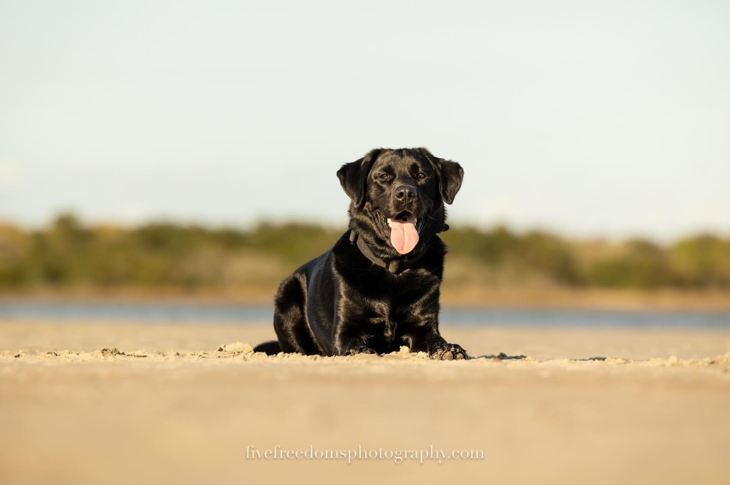 Something that comes up often is why we photograph dogs outdoors instead of in-home or in-studio.

The answer is simple&mdash;but entirely intentional.

We&rsquo;re drawn to open spaces, natural light, and the way dogs truly come alive outside. 

The