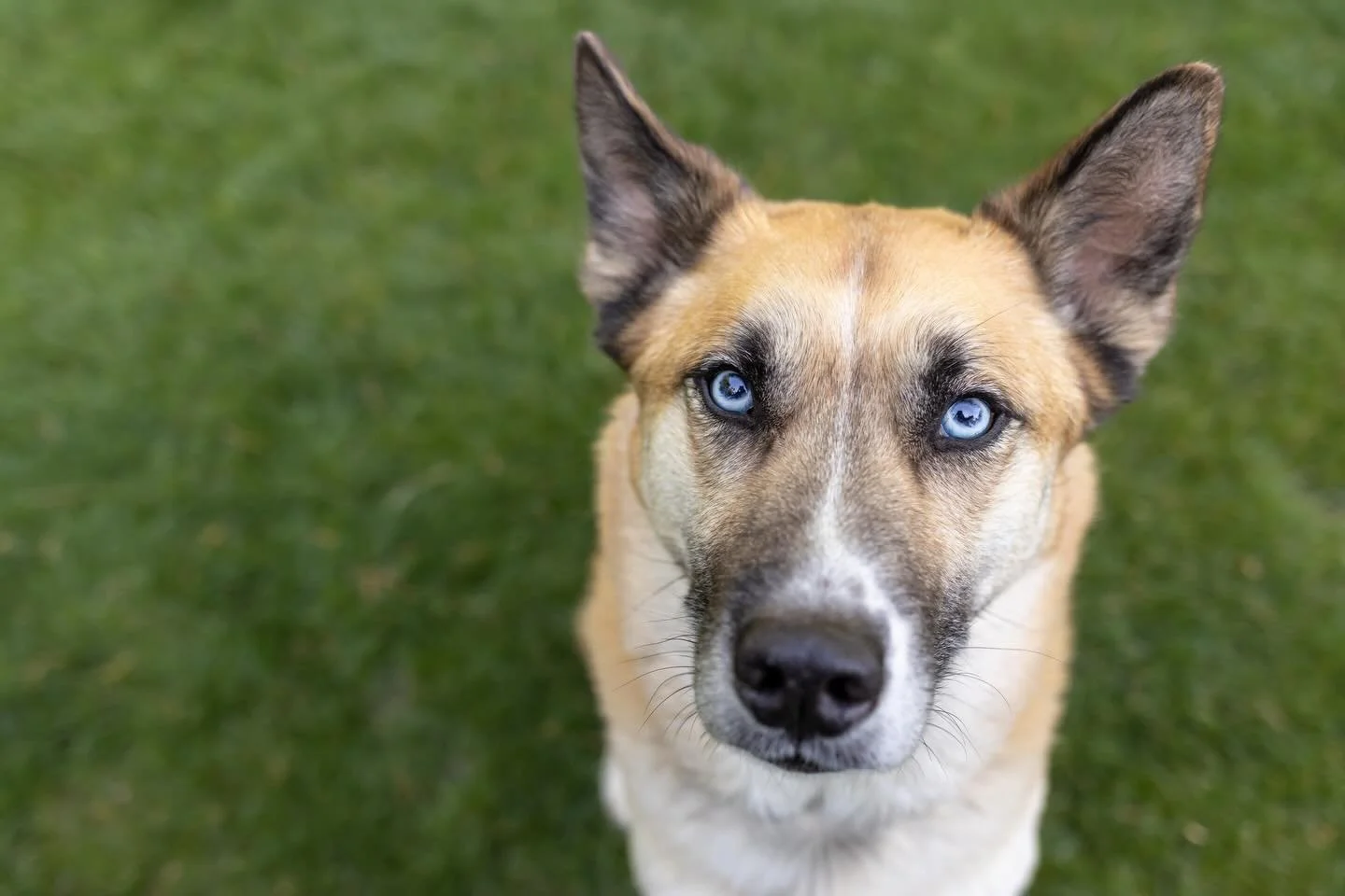 Hello, April! 👋🏻🌼🌿 It&rsquo;s so good to see you! 

With April, comes our Mr April of the #2026triangledogoftheyear Calendar, beautiful blue-eyed Niko! 💎 

Niko also happens to be a @secondchancencpets Alum who loves long walks, peanut butter, a