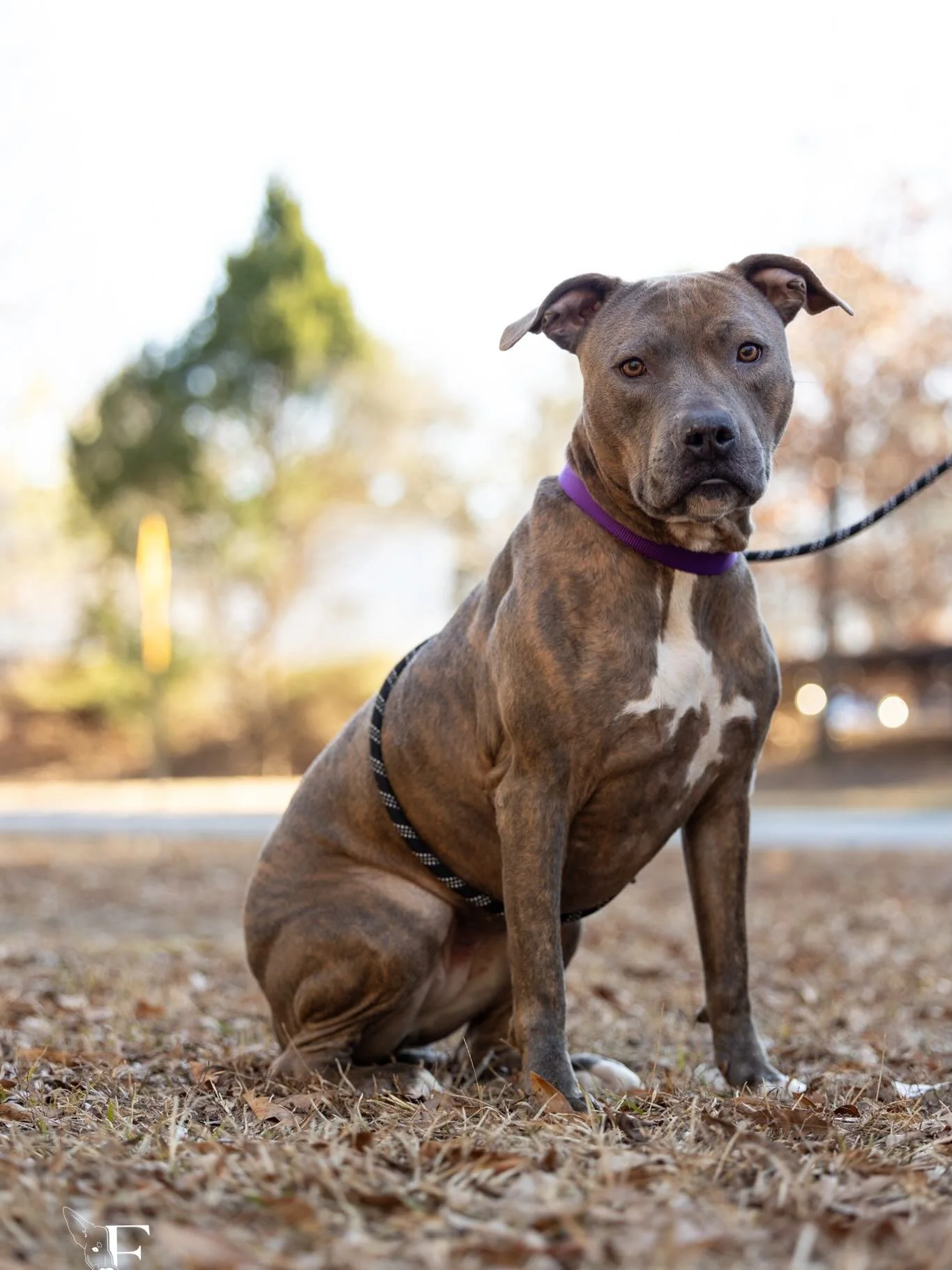 🔮 ADOPTABLE KARMA 🔮 

Her name might but Karma, but I promise she&rsquo;s only the good kind. 😜 

At three years old, Karma is honestly the best girl and knows sit, down, and shake, is potty trained, and great with kids. 

She&rsquo;s also an athl