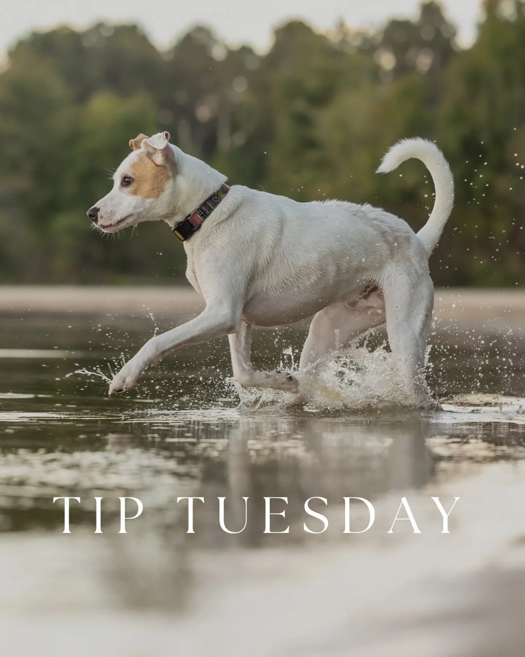 This #tiptuesday series is aimed at helping both pet parents and budding photographers elevate their pet portraits through easy to implement tips! 

One of the biggest concerns I get from foster and pet parents alike is: how do I get their attention 