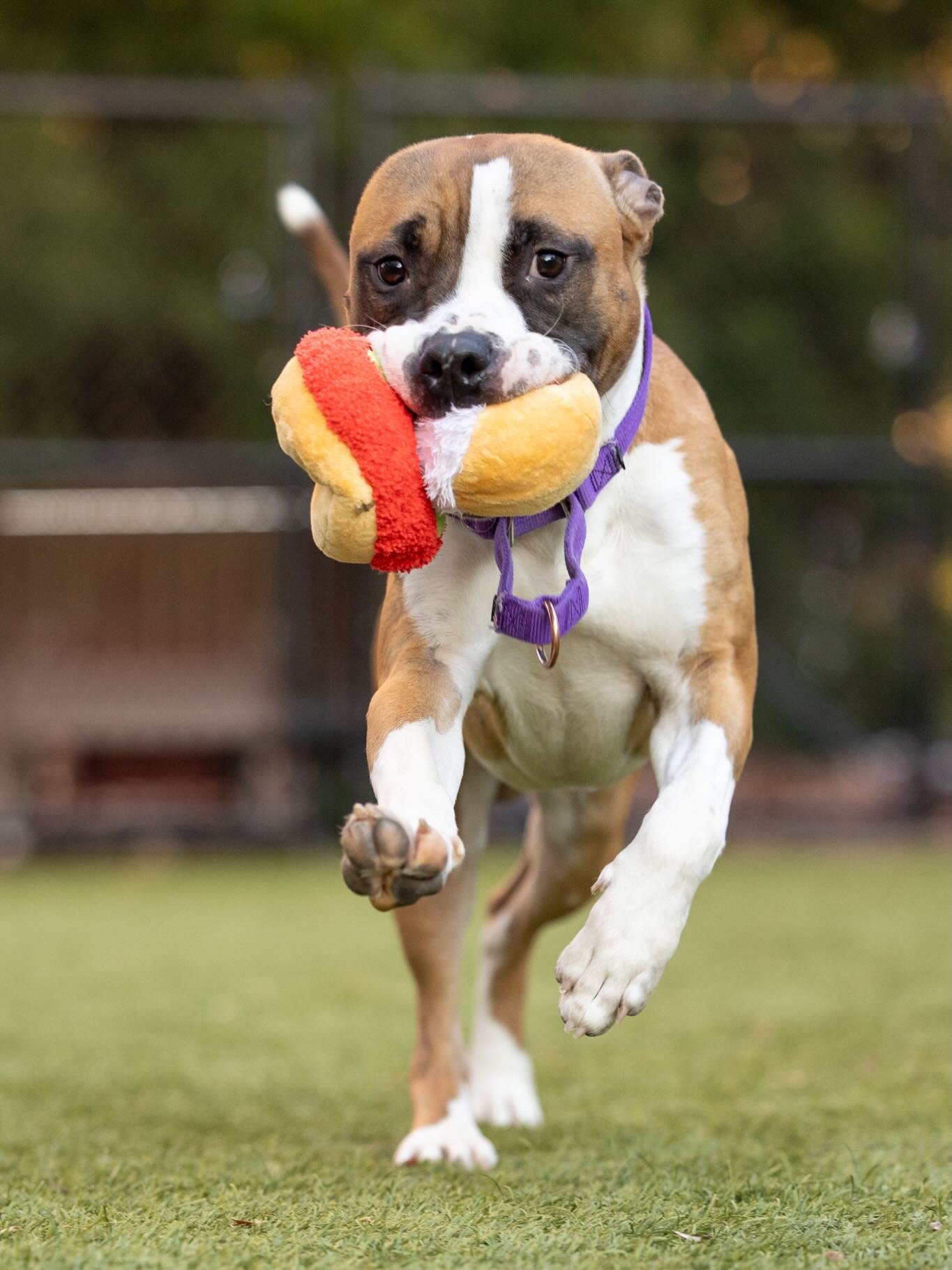 Say hello to Adoptable Nelson! 👋🏻 

I know what you are thinking: that&rsquo;s one handsome guy! And you&rsquo;d be right! 😉 

Nelson certainly turns heads with his striking markings and puppy dog eyes. If you can&rsquo;t tell by his serious face,