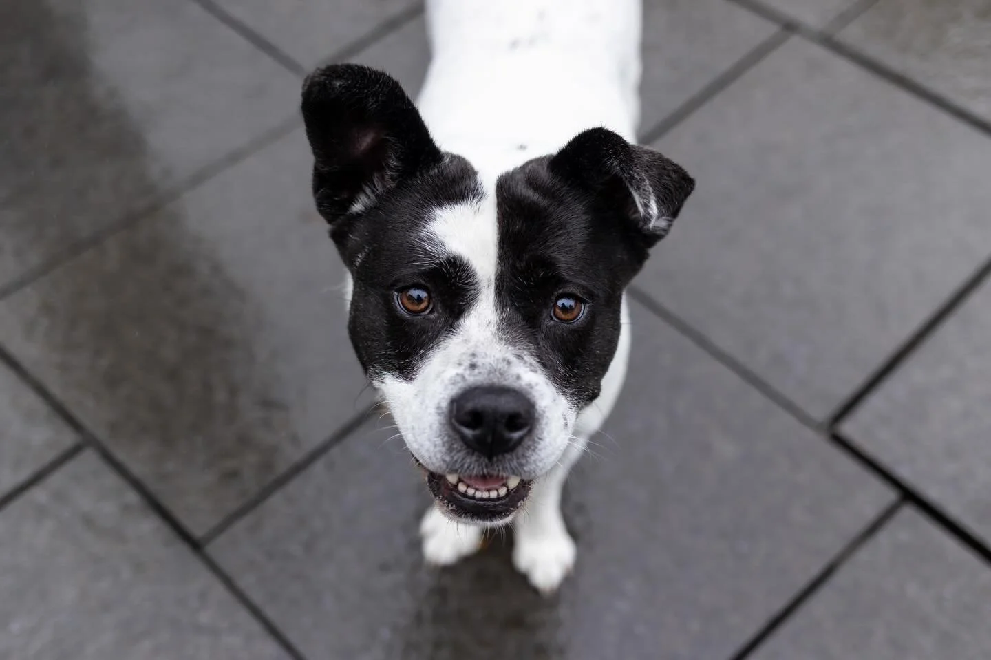 A little flashback to our class at @downtowncarypark last October! 📸 

It&rsquo;s always so fun to get an opportunity to teach. It was a very rainy, cold, and windy day, but more than anything both the dogs and people had fun.

Should we teach anoth