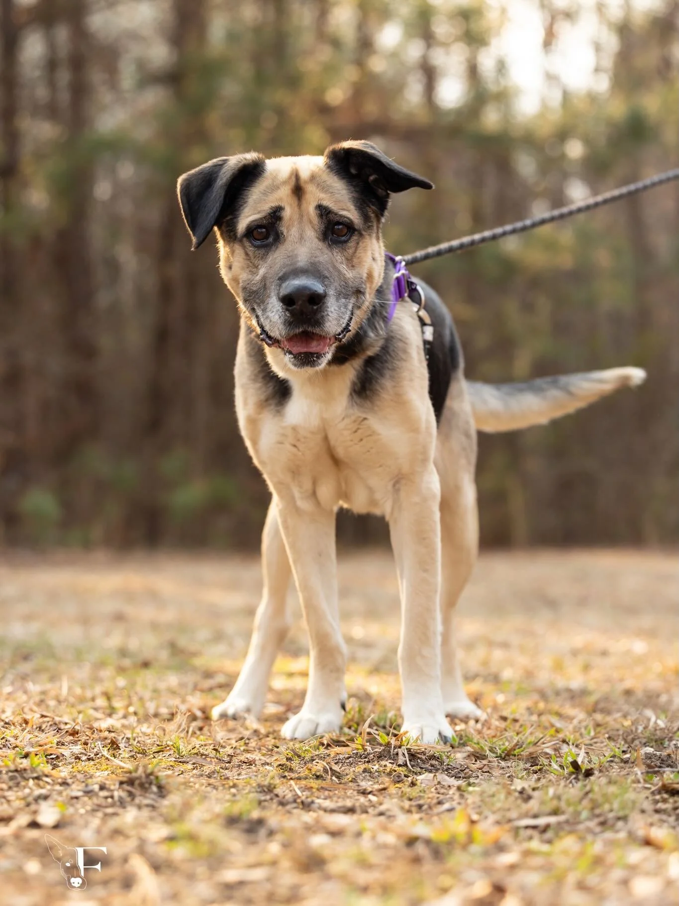 Here&rsquo;s handsome Derwood! 🎩 

Derwood is a dapper, well behaved six-year-old Shepherd-mix looking for his forever people! 

Found as a stray, this loyal boy loves scratches, sniffy walks, and being by your side. He&rsquo;s easy to walk (until i
