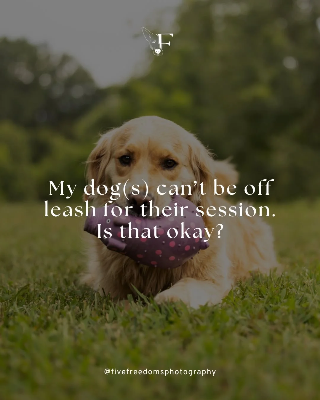 Dog can&rsquo;t be off leash? No problem! 

It&rsquo;s not a secret that we simply edit out leashes (and sometimes) collars later on, but to this day it&rsquo;s our biggest client question and concern. 

So, no off leash recall or perfection needed. 