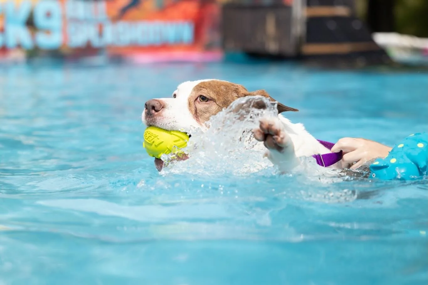 💦 Shelter Dog Swim with our @wakegovpets adoptables is back this weekend on April 25th from 10 AM - 4 PM at #slidinggranch in Chapel Hill! 

This event not only gives our pups a fun day out and a break from the shelter, but an opportunity to meet an