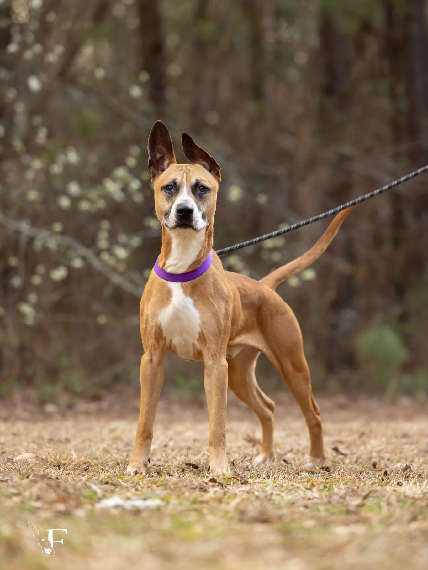 If you love pasta and party ears, Fettuccine is the guy for you! 🥳 

At four years old, he is an energetic explorer whose favorite pastime is sniffing and discovering the world around him. 

On a recent outing to the park with volunteers, he rode we