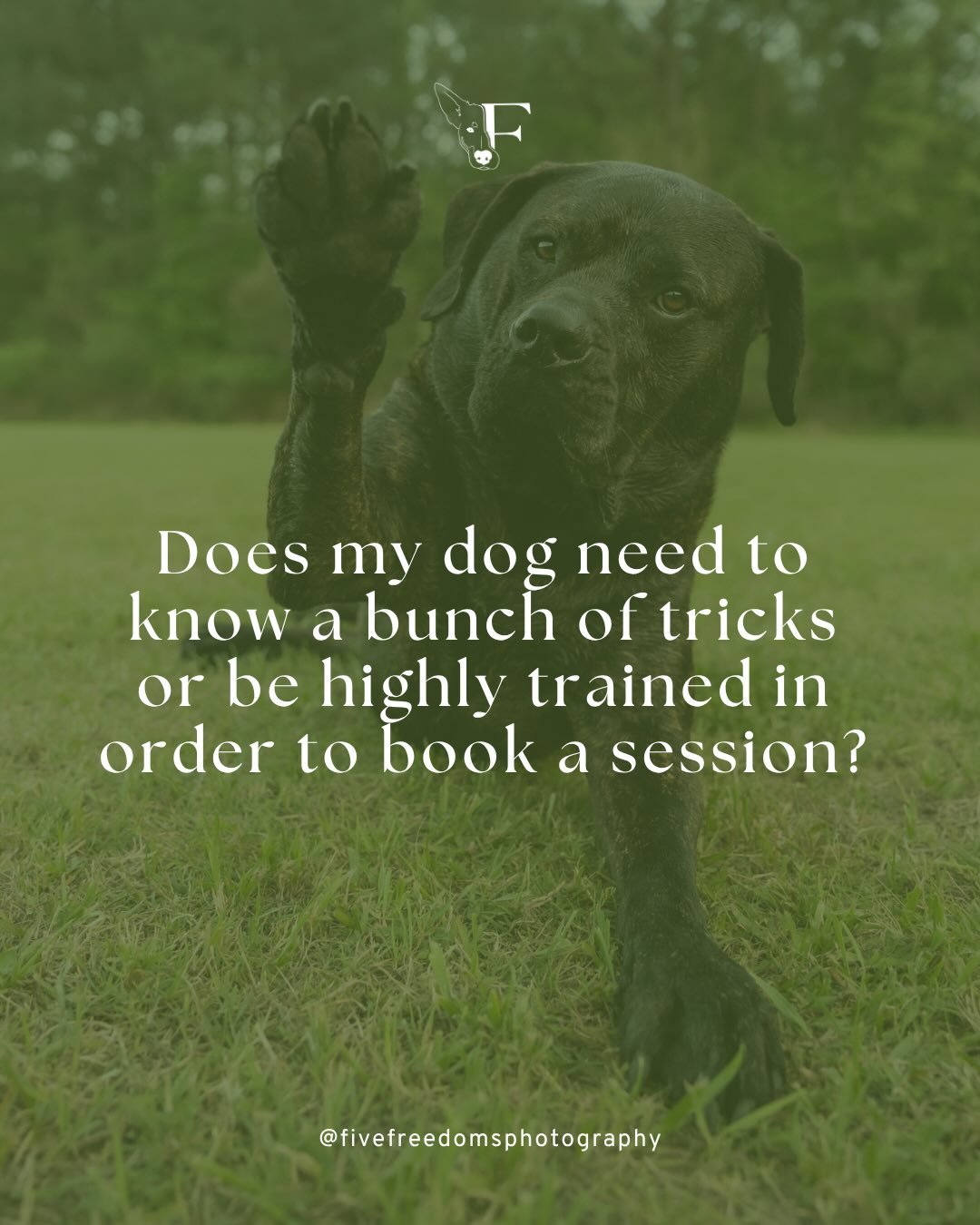 I hear it all the time: My dog could never do that. 👀 

They are too hyper.
They are too jumpy.
They aren&rsquo;t trained. 
They don&rsquo;t listen. 
And on and on. 

But the truth is, your dog is ready just as they are! 👏🏻 

Sure&mdash;sits are n