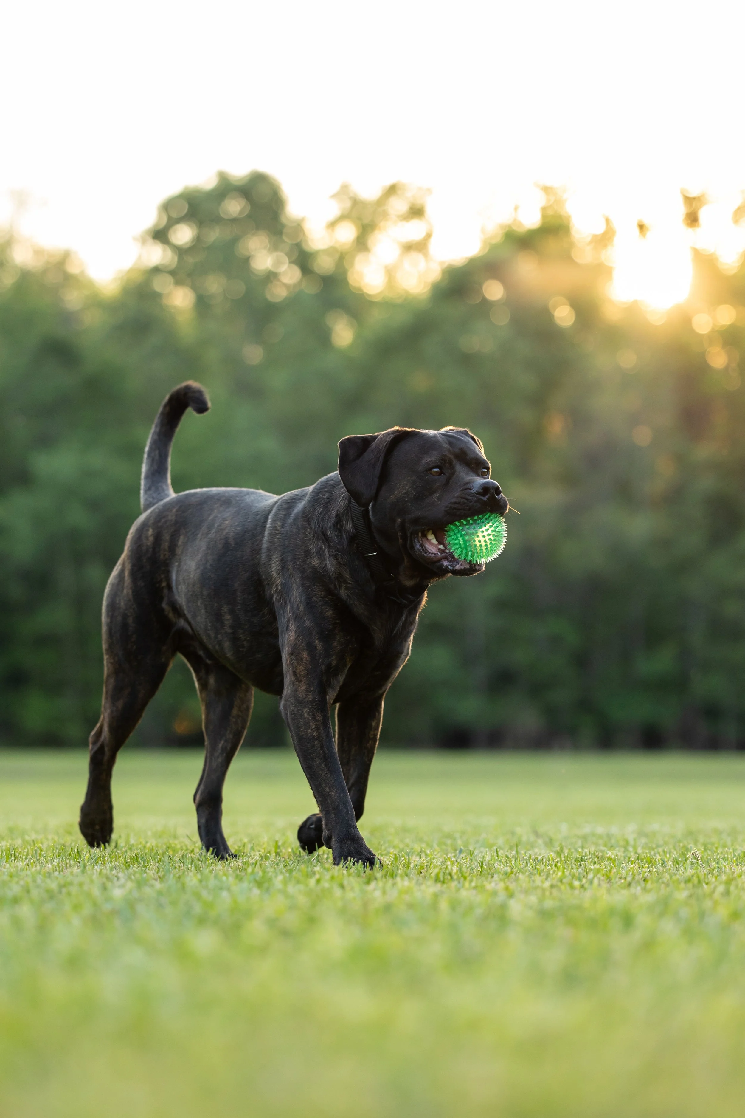Gumbo's 4th Birthday Session 