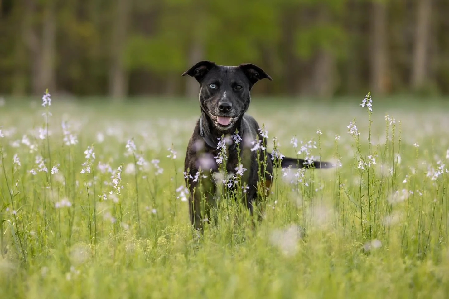 Hiya, May! 💜👋🏻 

With the start of an each brand new month, we have another one of our 2026 Triangle Dogs Of The Year representing #secondchancepetadoptions. 

And it just so happens that Cleopatra, aka Cleo, is a @secondchancencpets alumni! How s